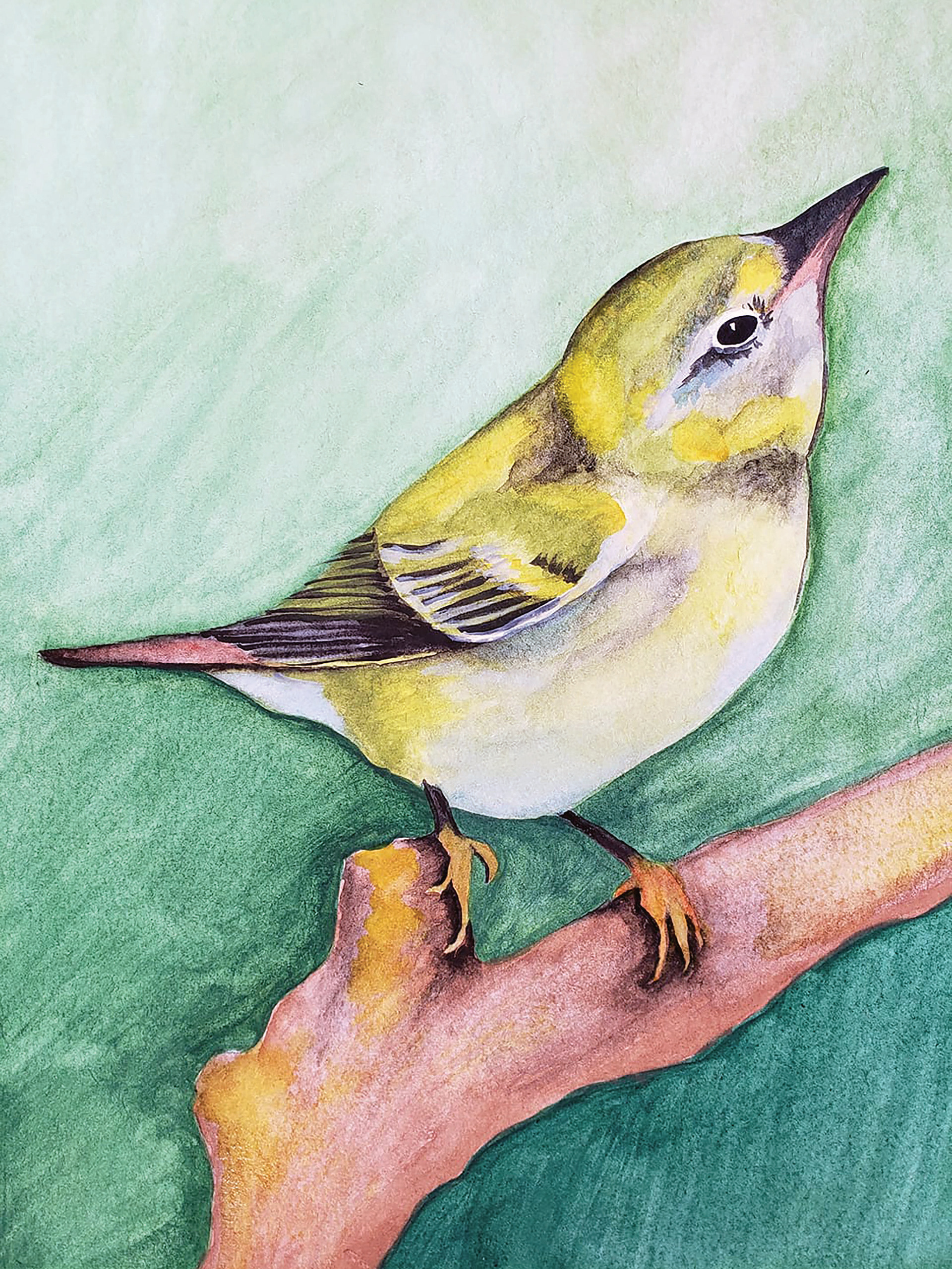 Tennessee Warbler, 2019. Watercolor, 9" x 12"