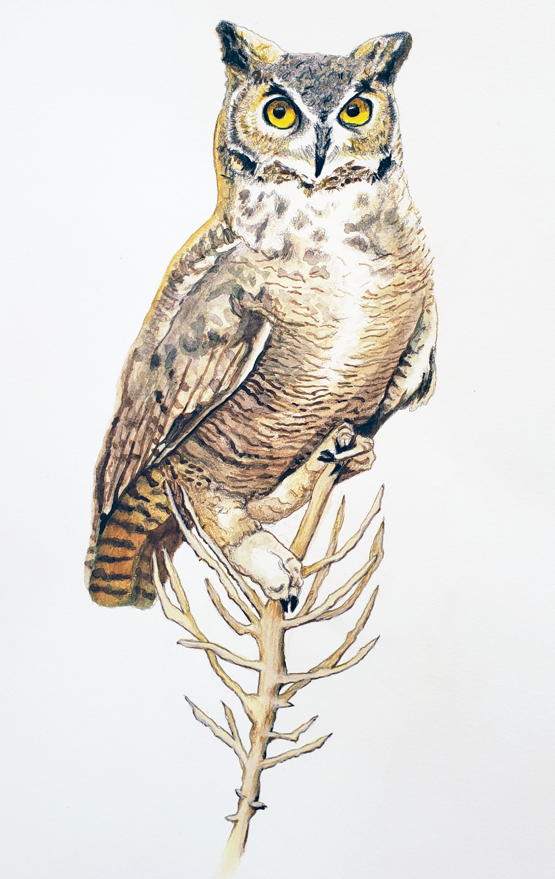 Great Horned Owl, Oro Valley, Arizona, 2025. Watercolor and colored pencil, 14 x 11 inches.