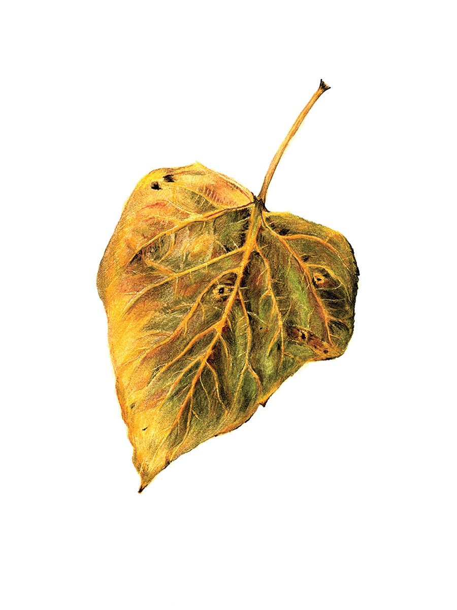Palmer Leaf, AK, 2019. Colored pencil, 6 x 8 inches.