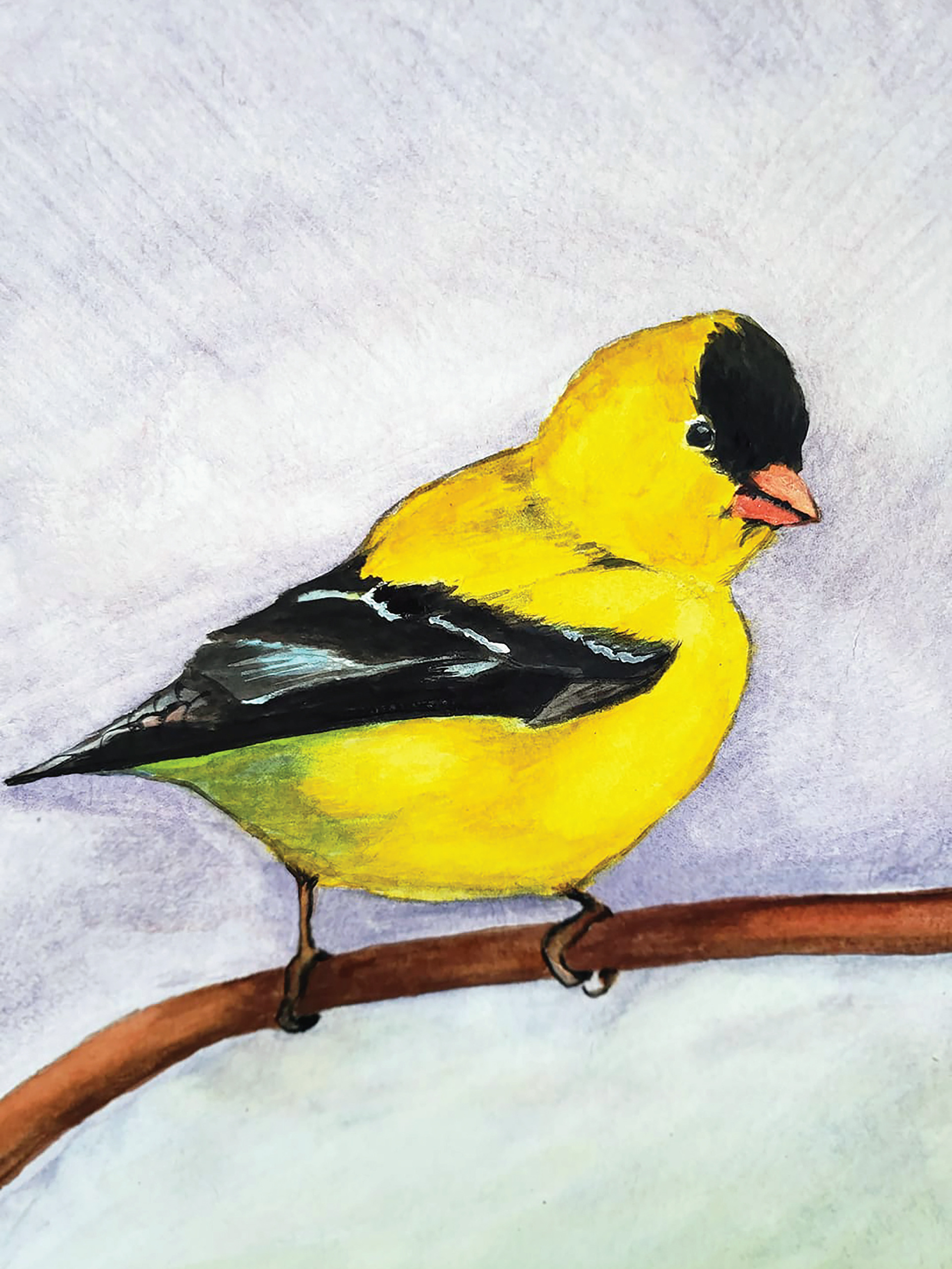 American Goldfinch, 2019. Watercolor, 9" x 12"