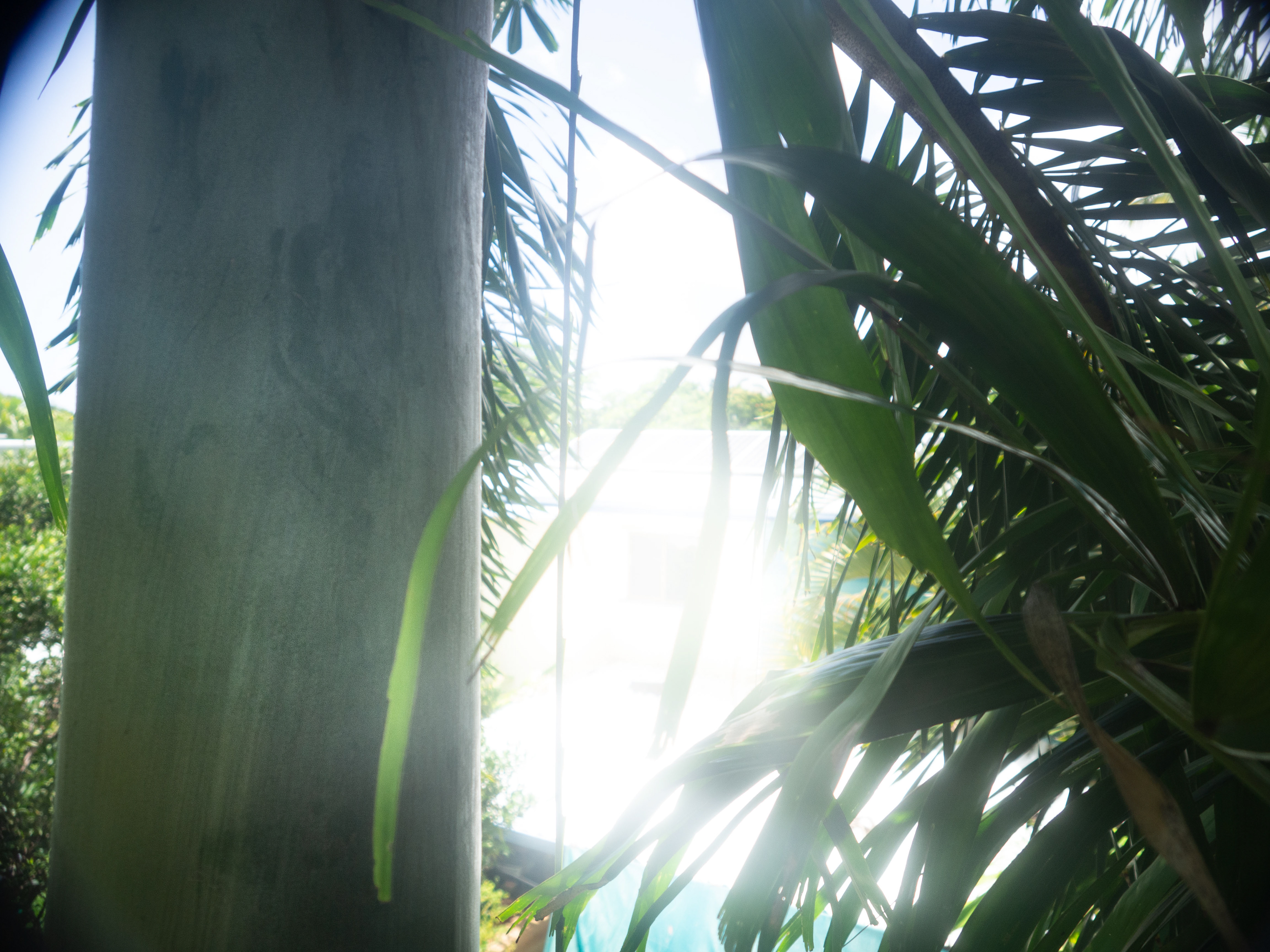 Tall thin palm above house roof level