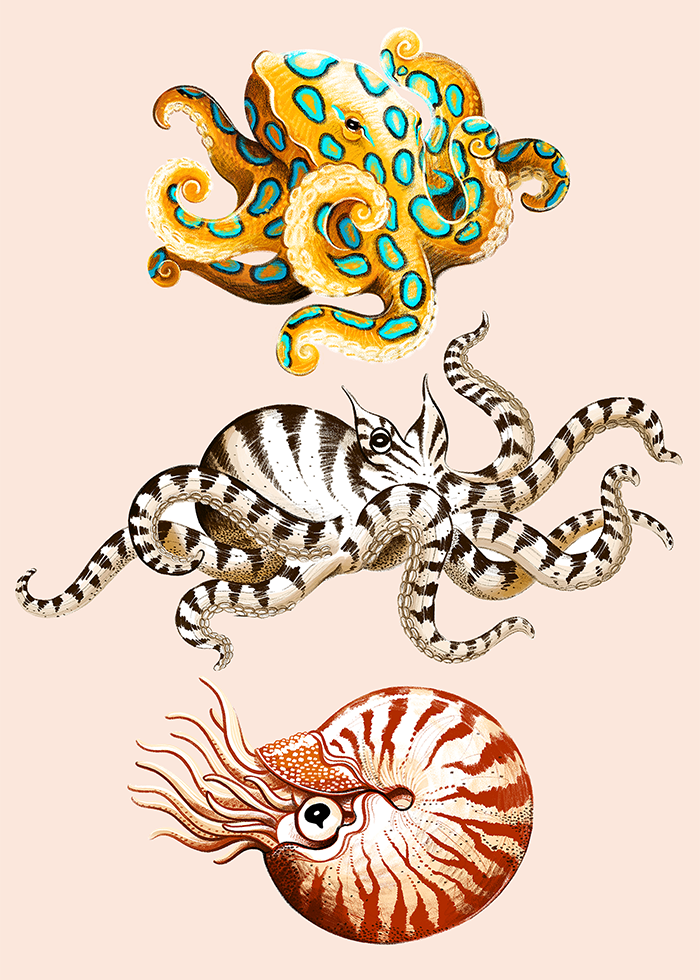 Cephalopods