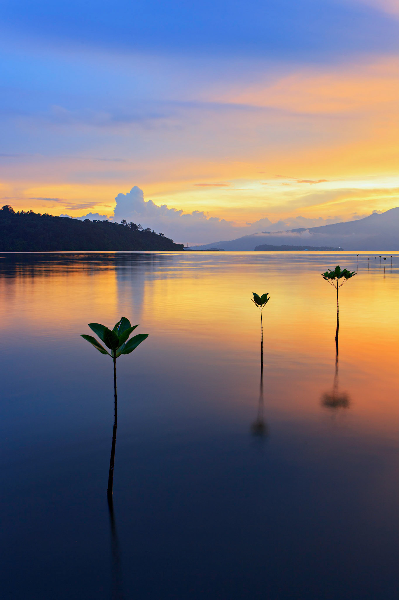 Sunset behind the mangroves in Triboa Bay near Subic Bay, Philippines.