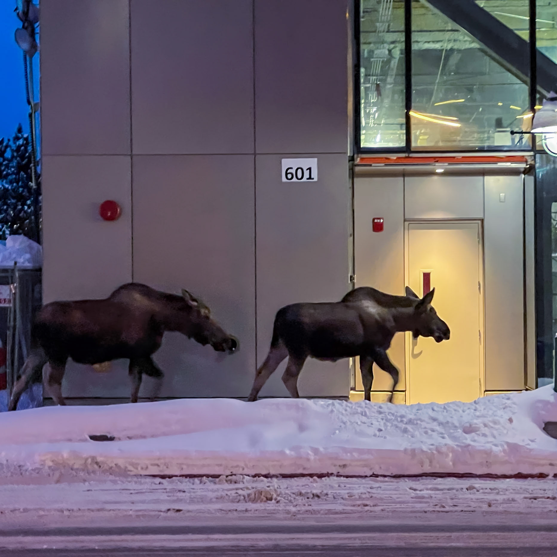 Two moose walking down the sidewalk in downtown Anchorage, AK (iPhone)