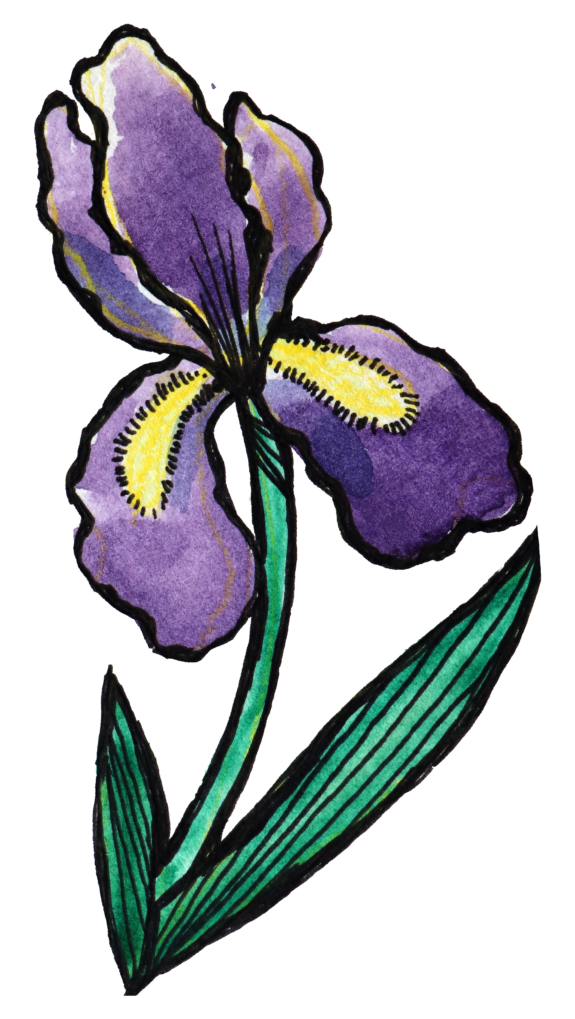 Purple Iris Bloom — Fine Art Botanical Watercolor