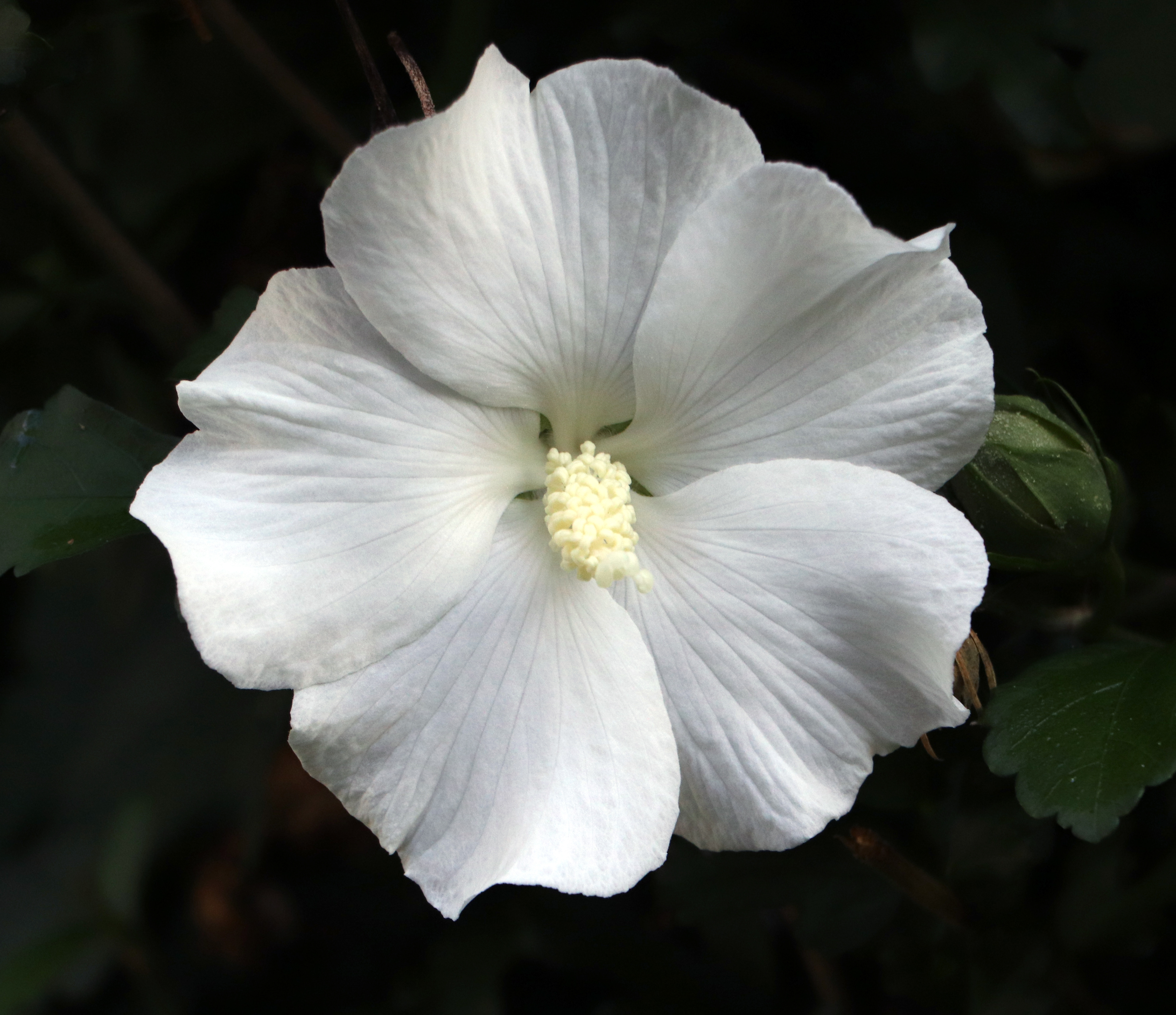 White Rose of Sharon — Fine Art Nature Photography