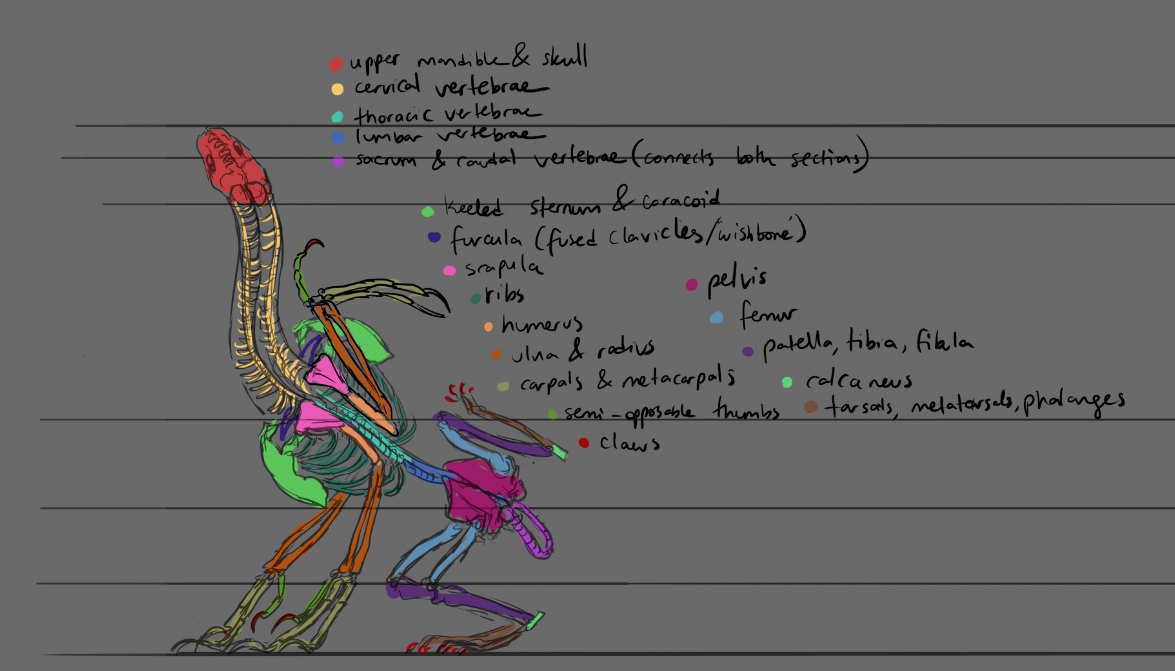 Anatomical study