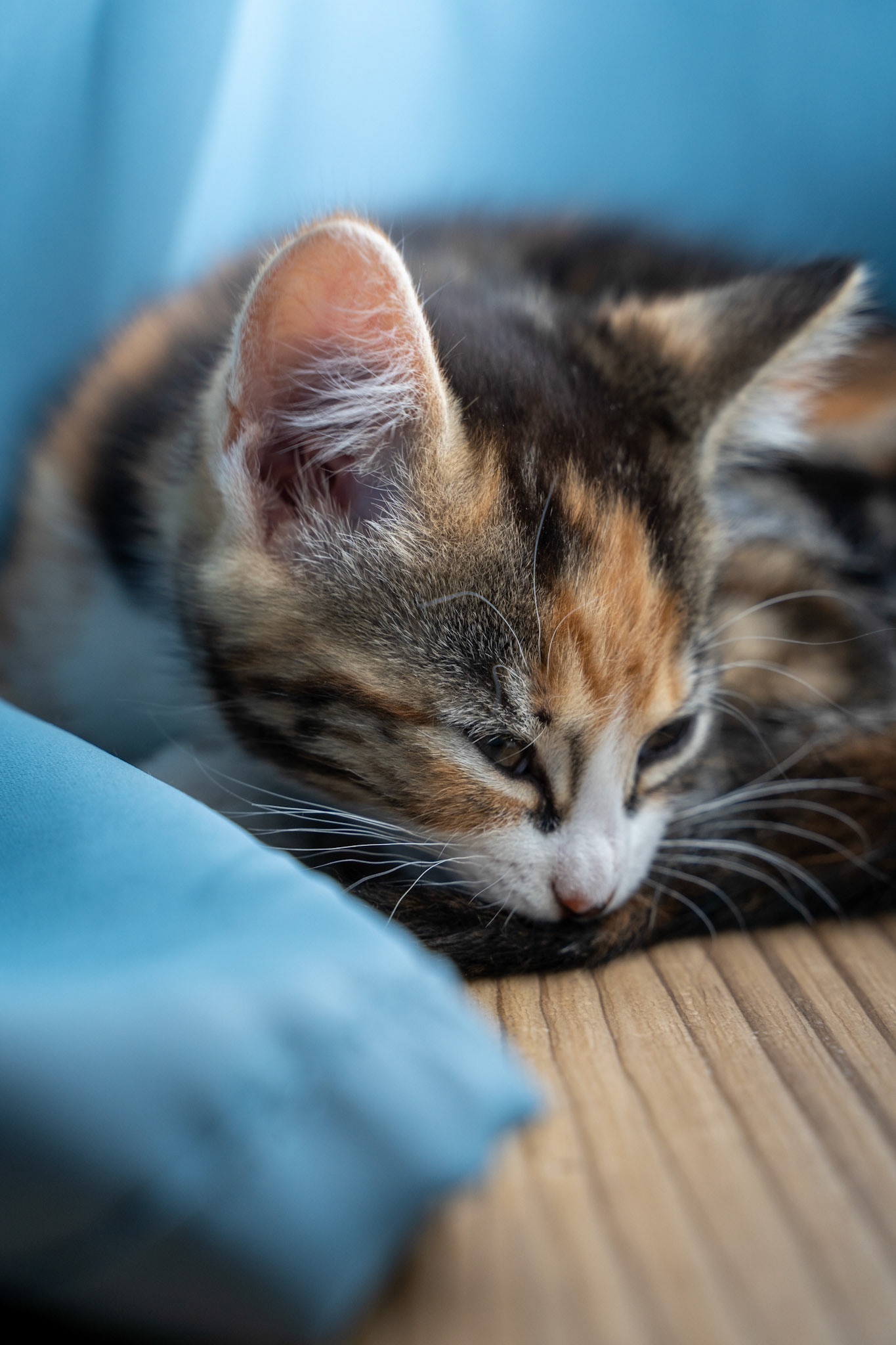 Sleeping Kitten on Wooden Surface