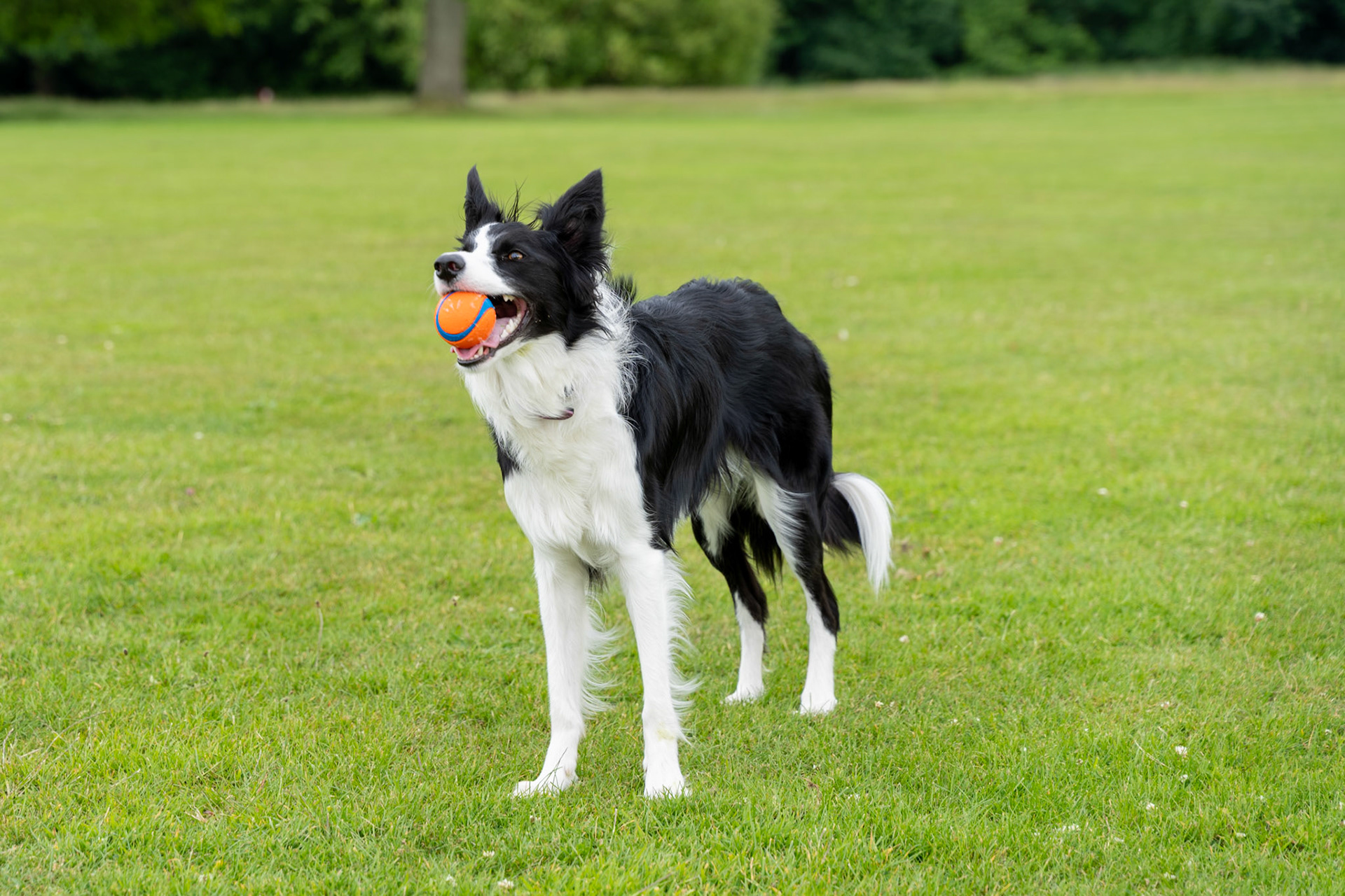 Playful Dog in the Park