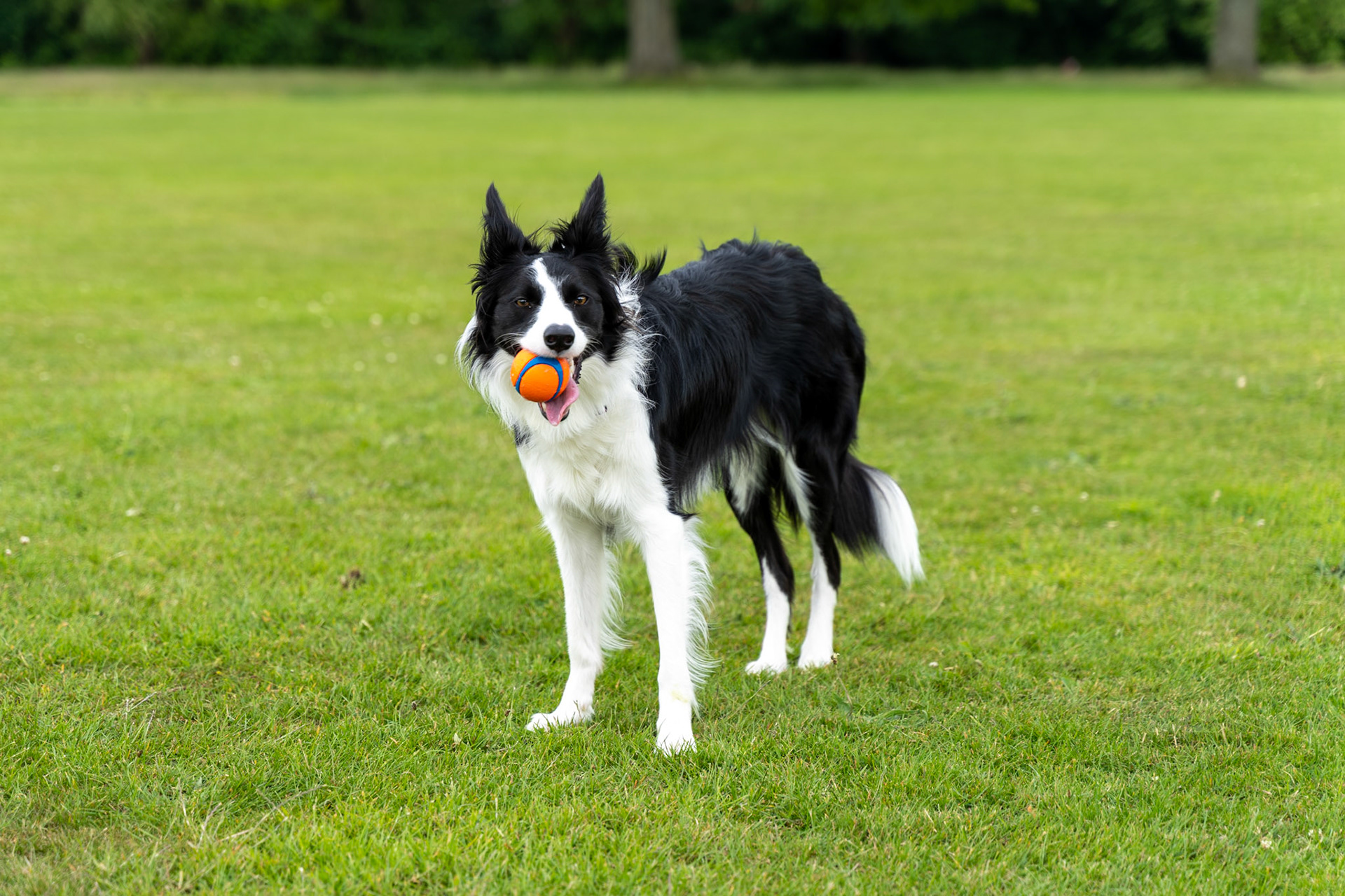 Playful Dog in the Park