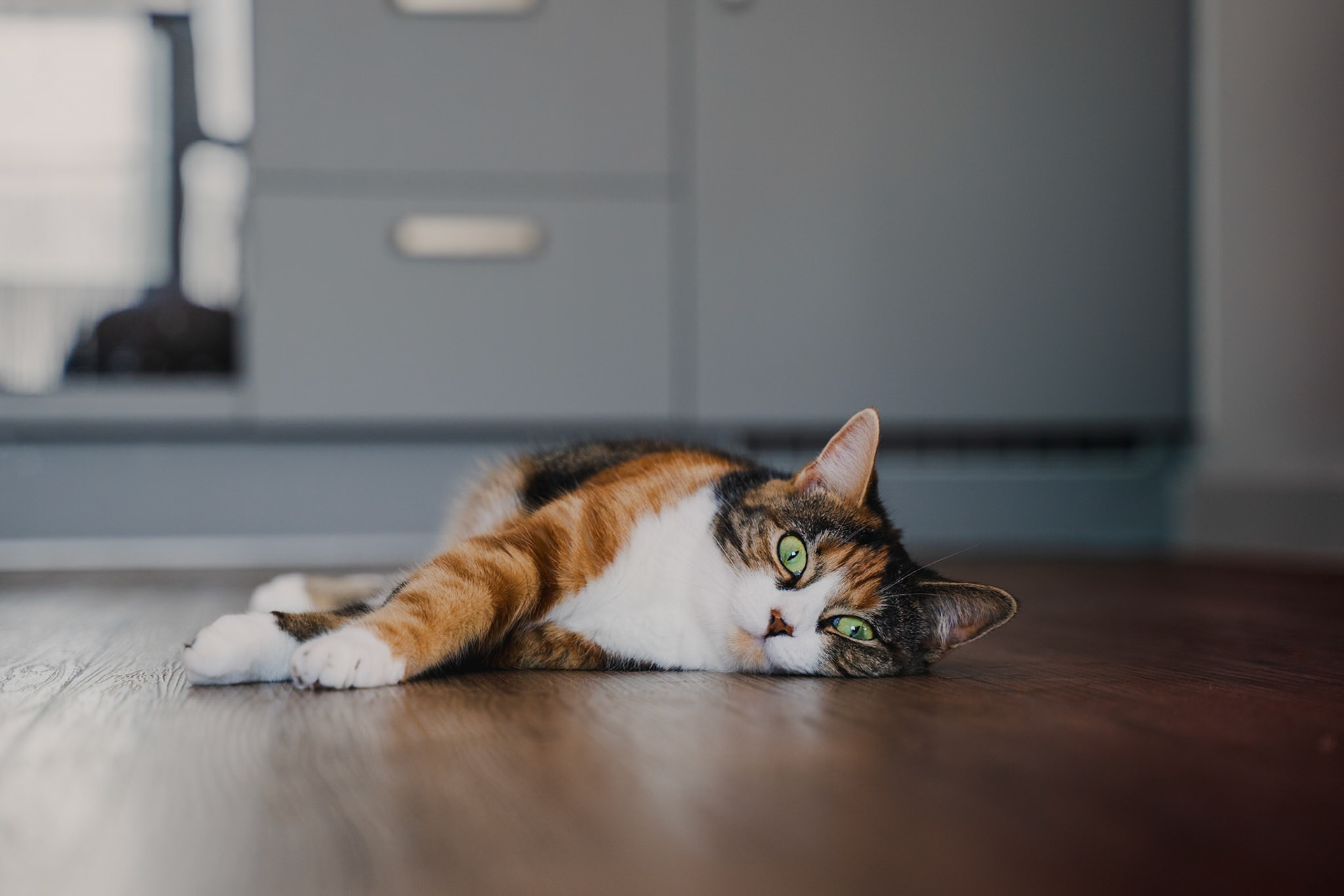 Relaxed cat lying on wooden floor