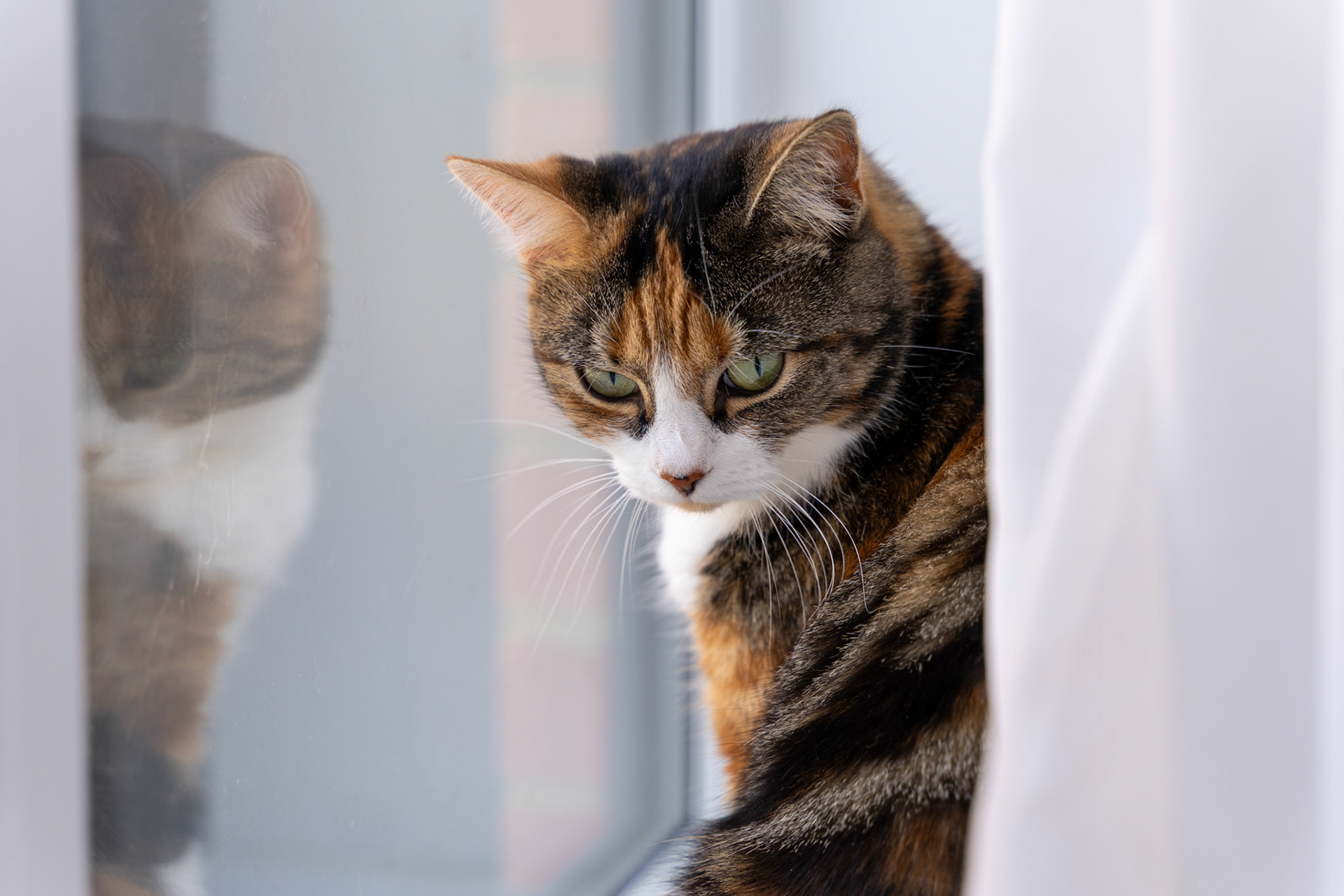Cat gazing out window peacefully