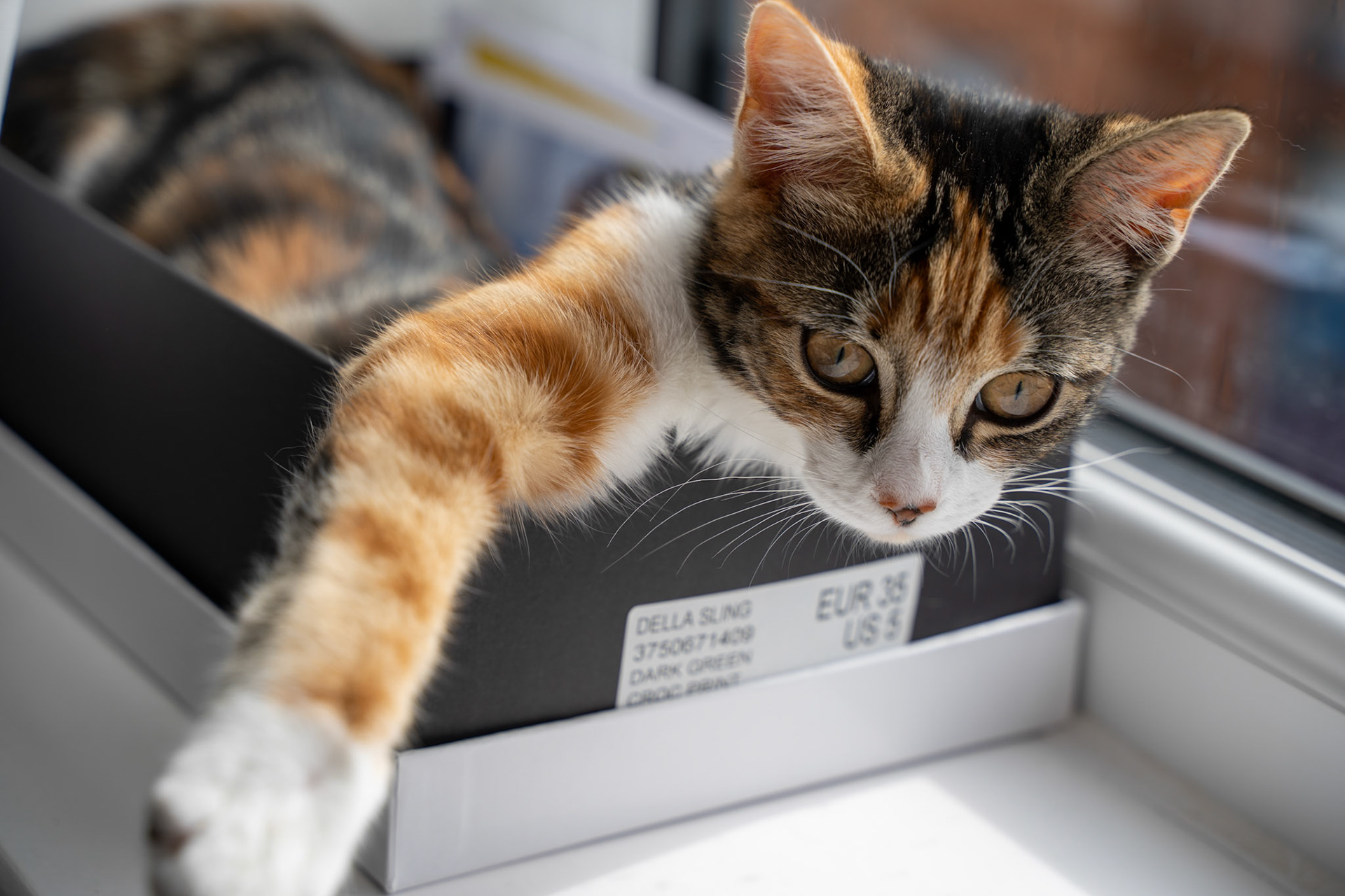 Playful cat lounging in a shoe box
