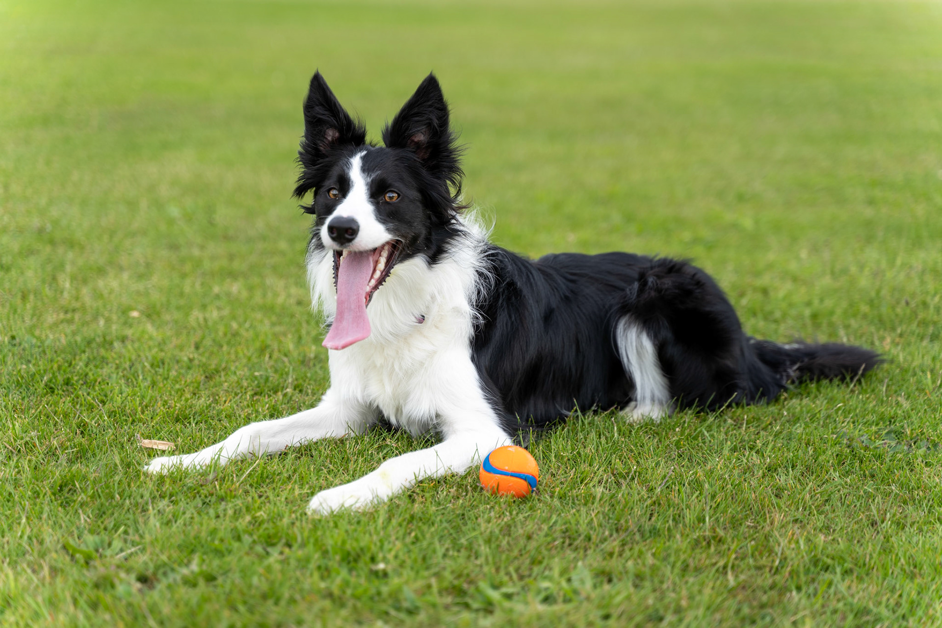 Playful Dog in the Park