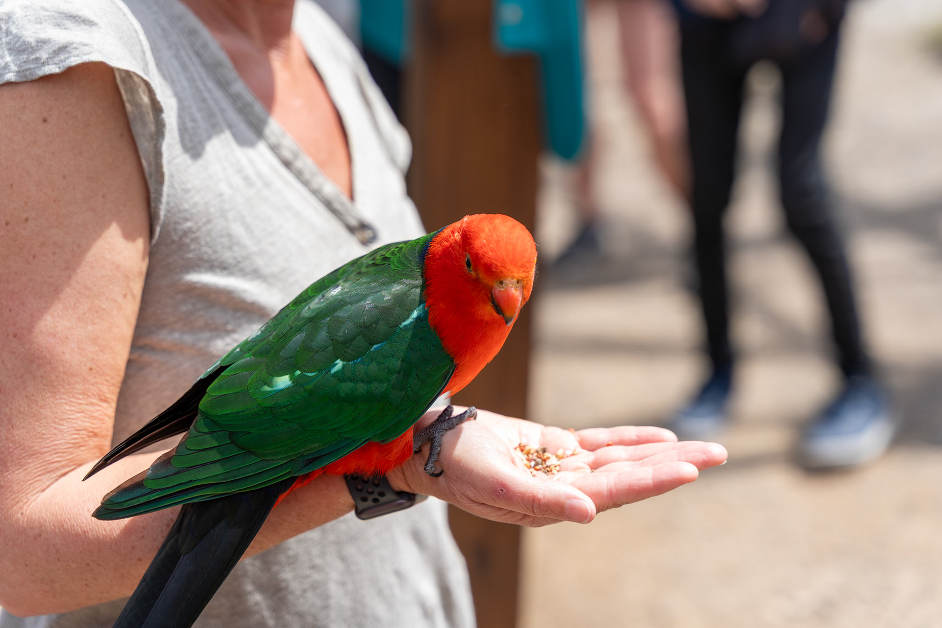 Parrot Feeding