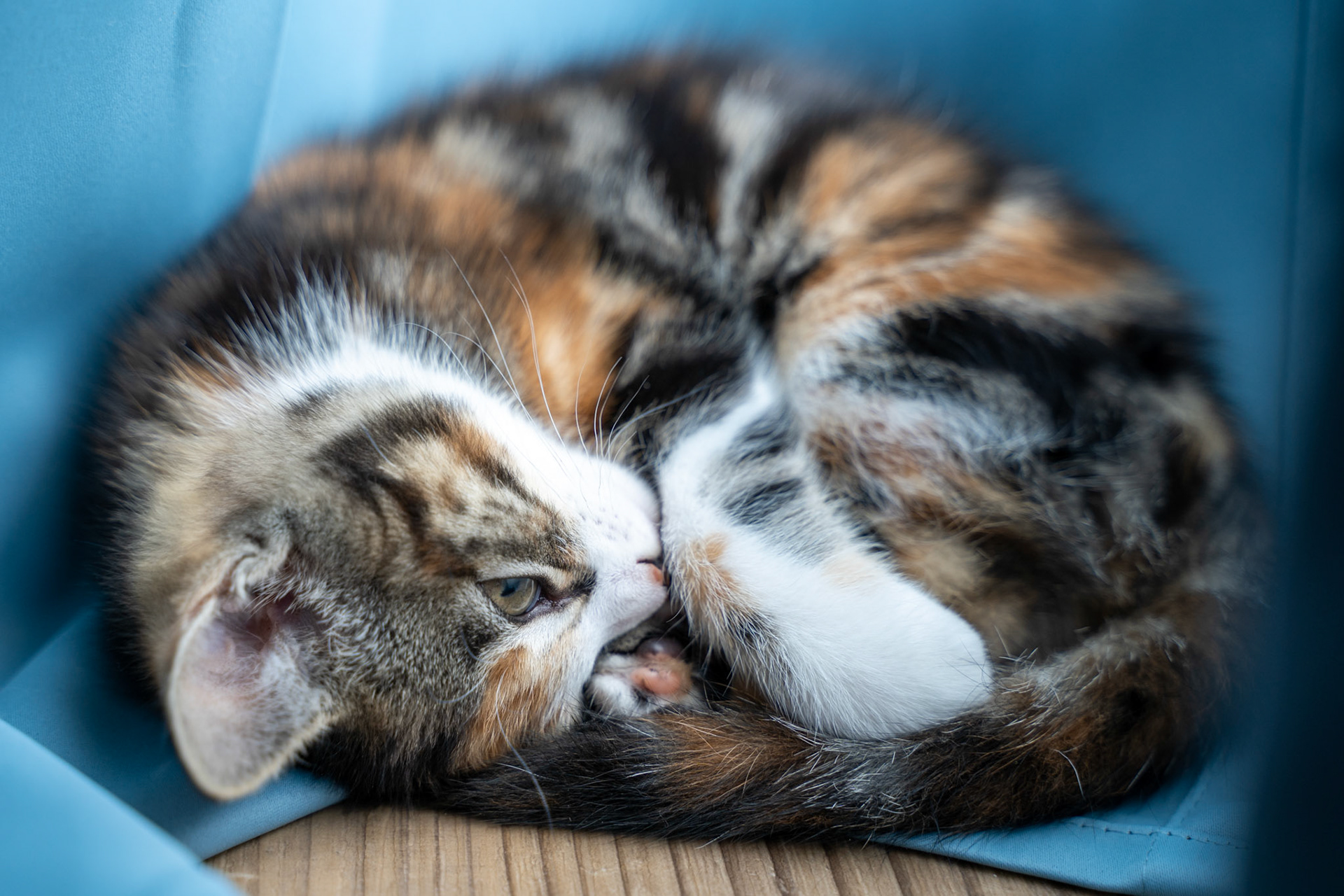 Sleeping Kitten