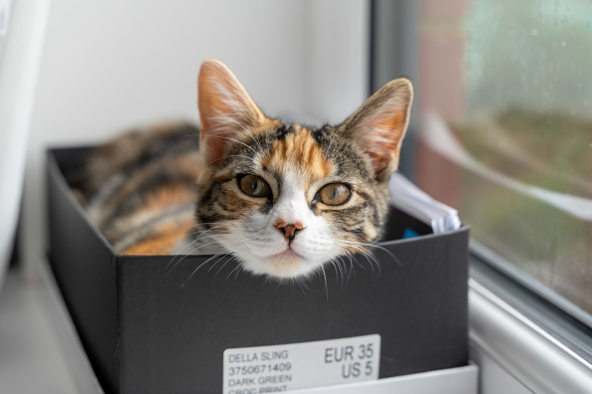 Cat in a Box