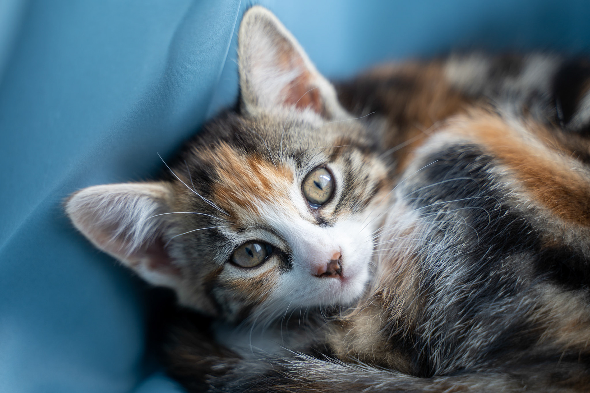 Close-Up of a Calico Kitten