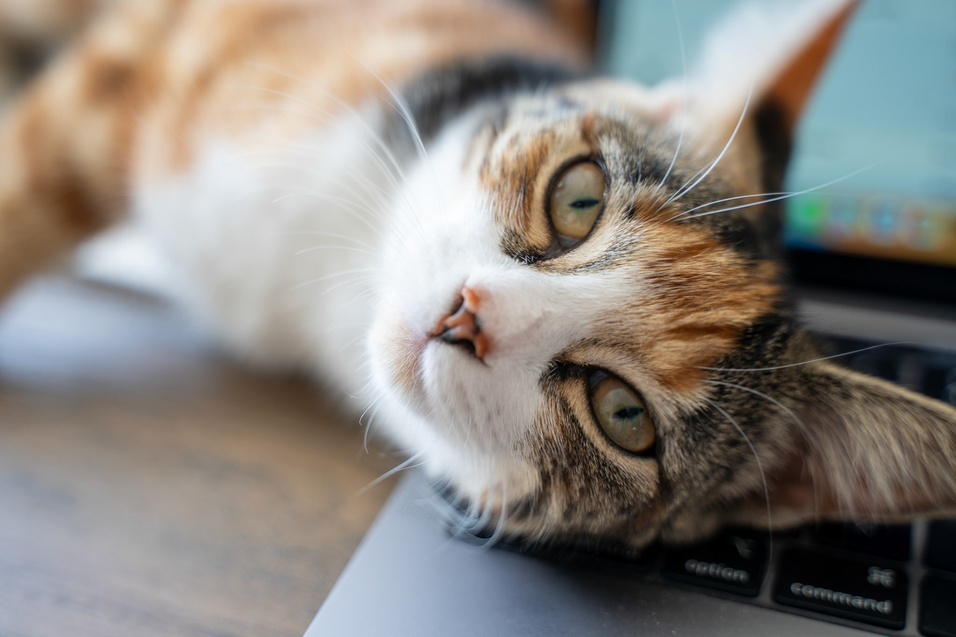Cat relaxing on a laptop keyboard