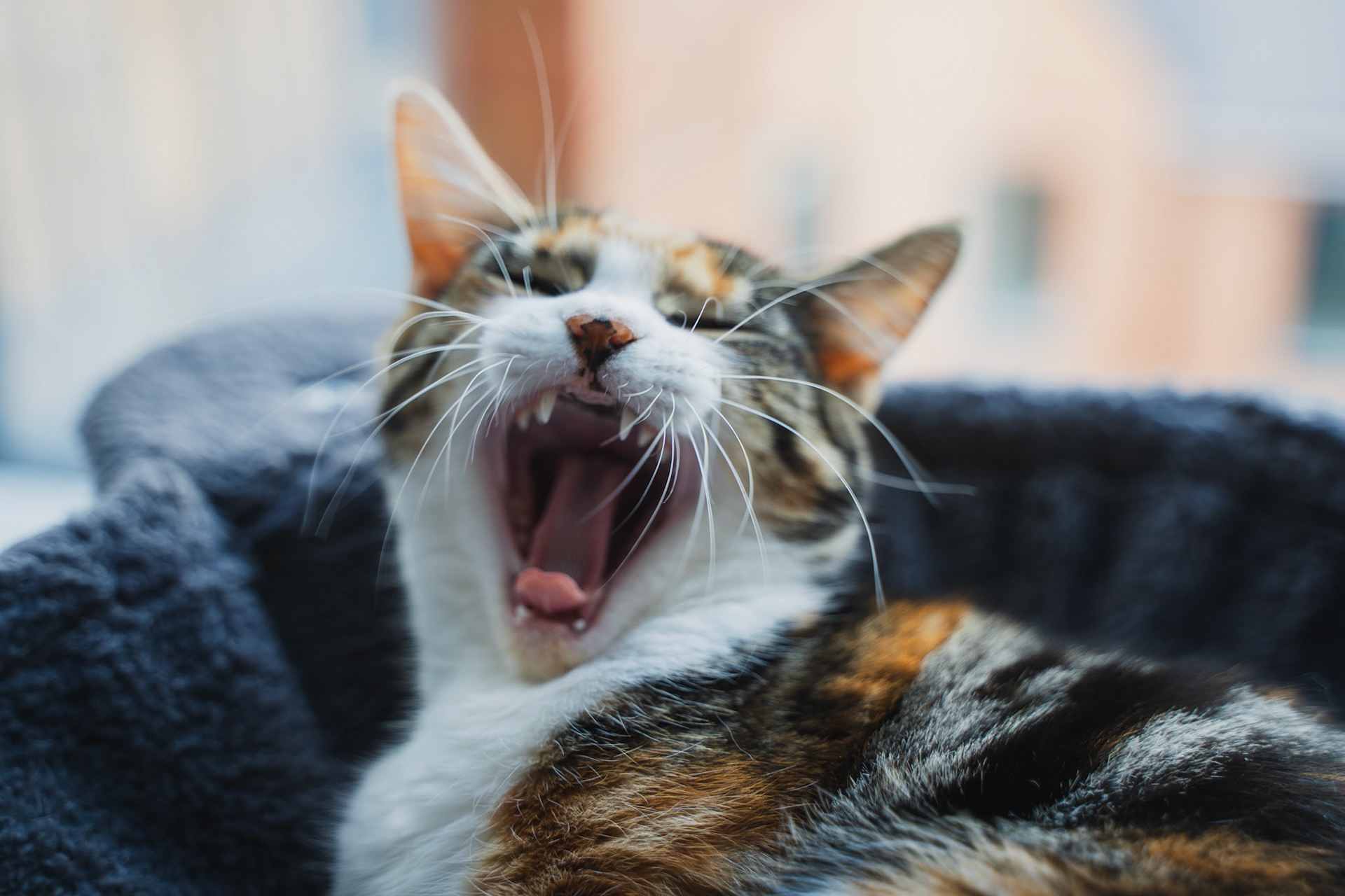Yawning cat on cozy blanket