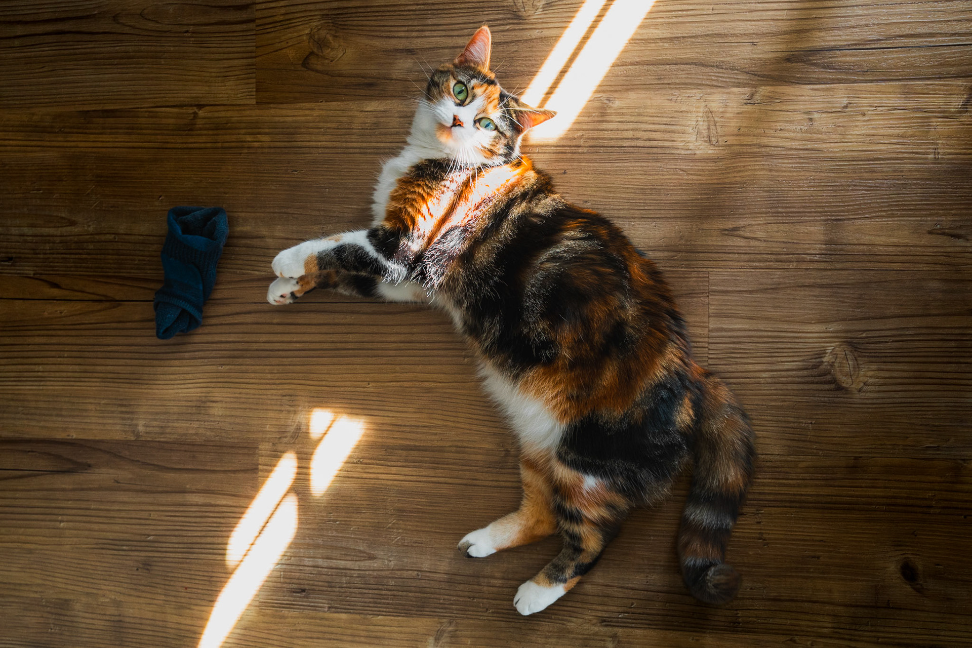 Calico cat lounging in sunlight on wooden floor