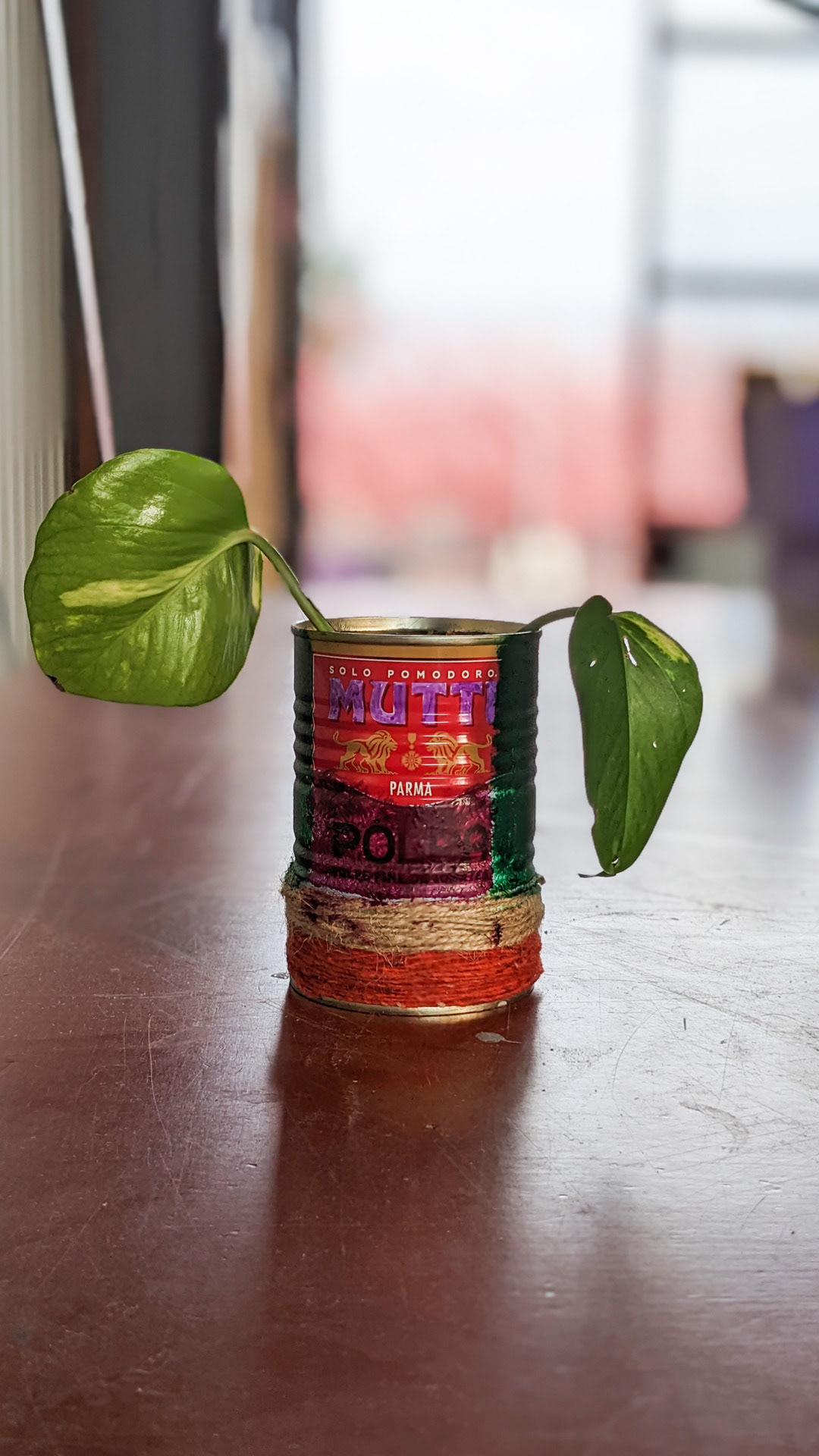 Tomato can • golden pothos • “This was the ingredient for a delicious vegan ragu that I cooked before bringing the can to this workshop. This was all that left, and now it's rejuvenated.”