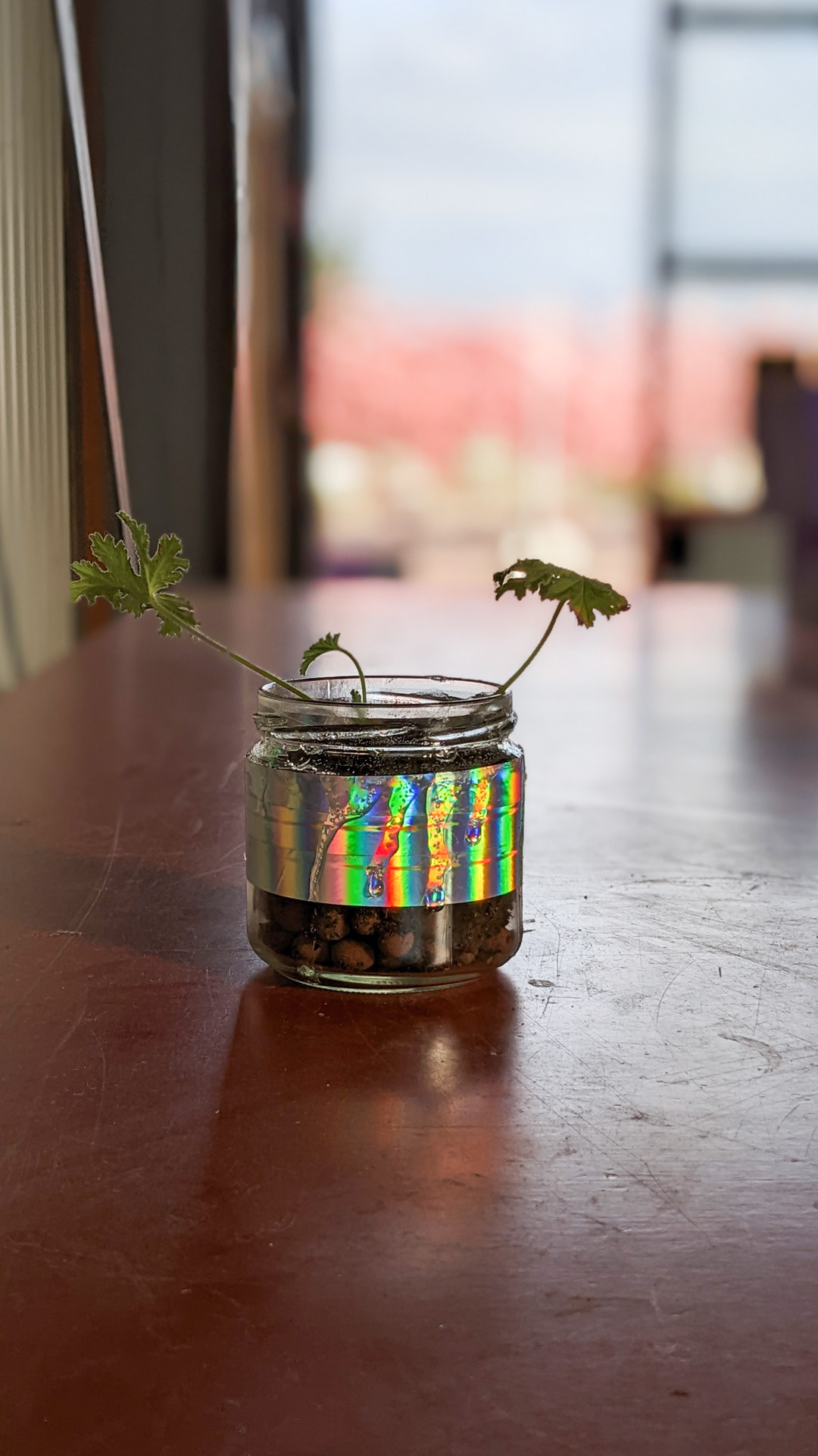 Jar • citronella • “I was keeping it because I always keep jars to reuse, but I lost the lid. So I had to find a way to reinvent it”