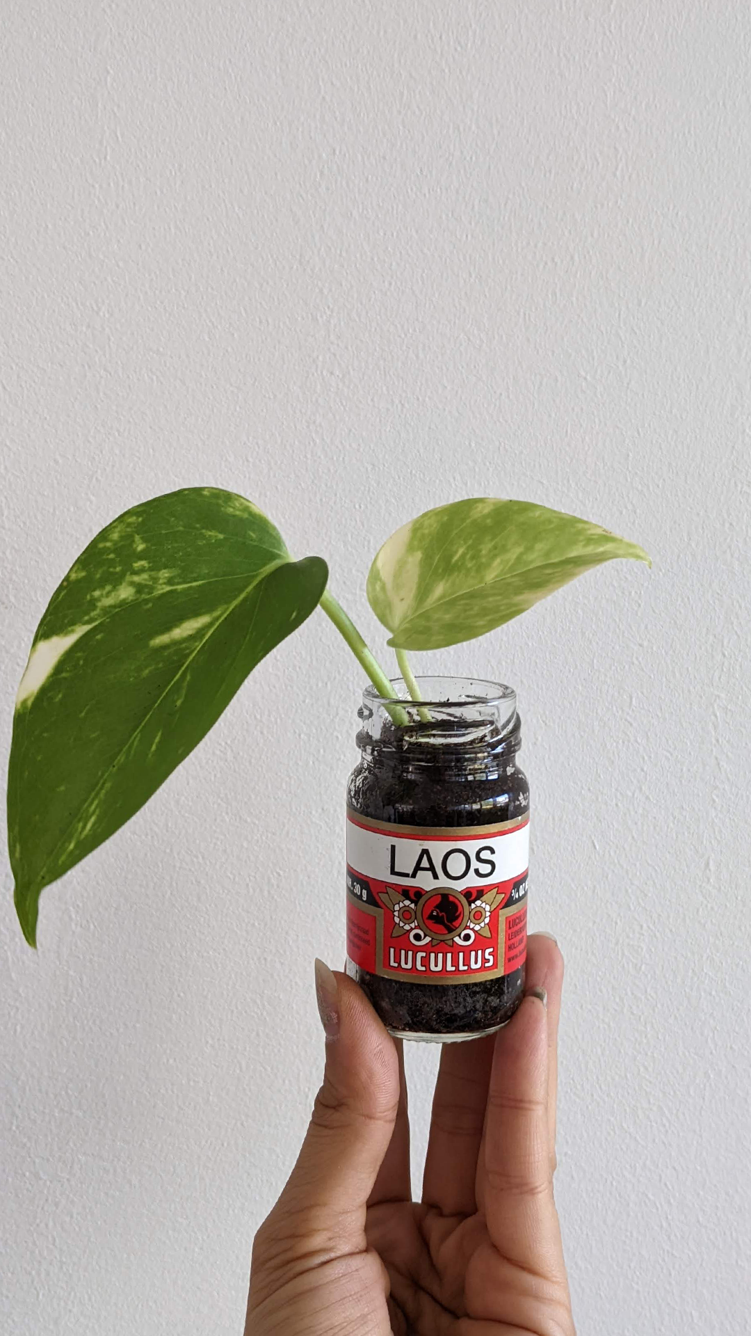 Laos spice bottle • Golden pothos • "This spice bottle was found in the Treehouse Tribe's kitchen cabinets and it was expired. I've never actually heard of the spice Laos, so I learned something new by recycling this. It's also known as galanga powder, a spice typically used in Indonesian cuisine."