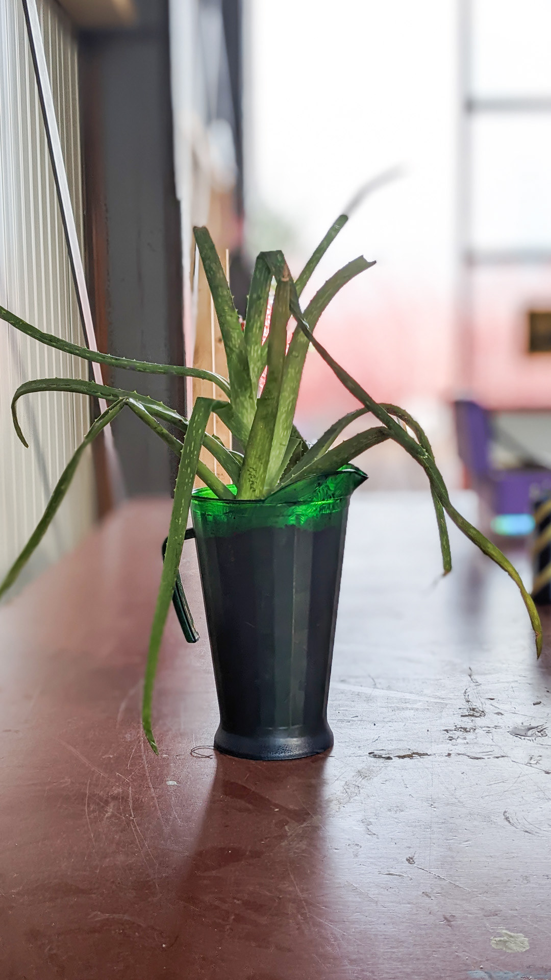 Water jug • aloe vera • “This water jug has been in my apartment for 5 years. It's hosted flowers multiple times and now it will hold a plant.”