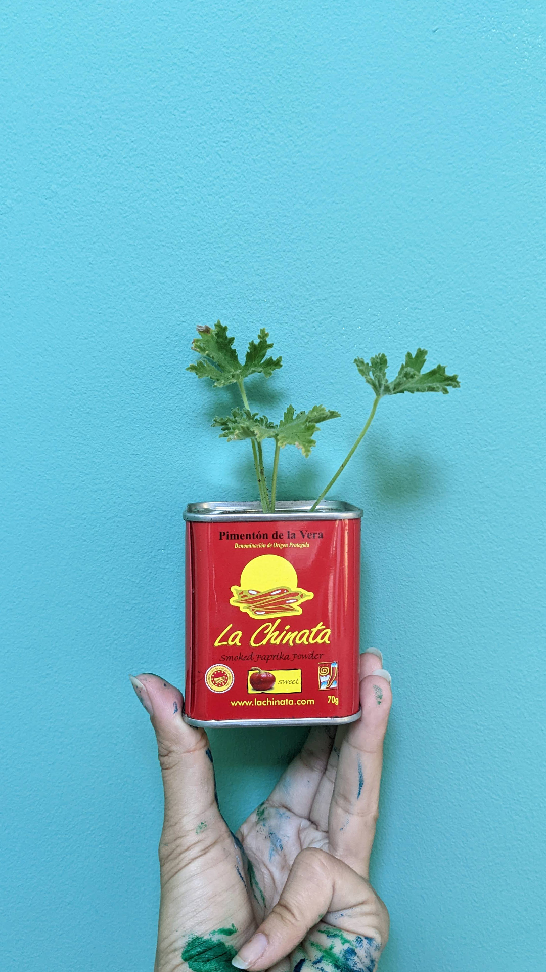 La Chinata smoked paprika tin • Citronella • “I love smoked paprika. I use it in almost any dish I cook. I always thought these containers are very cute, and once I heard of this project I thought it would be perfect with a plant inside it.”