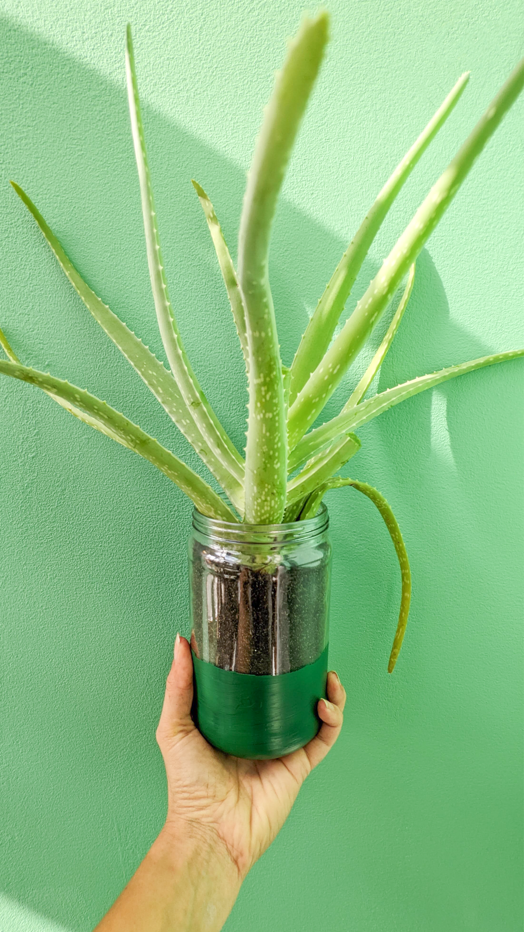 Calvé peanut butter jar • Aloe vera • "We go through these jars pretty quickly. My Dutch husband loves his Calve pindakaas met stukjes noot. I think he mentioned once that he eats like 22 peanut butter sandwiches a week! 😂 I've reused a lot of these glass jars as storage containers, and I thought why not try to use it as a plant pot?"