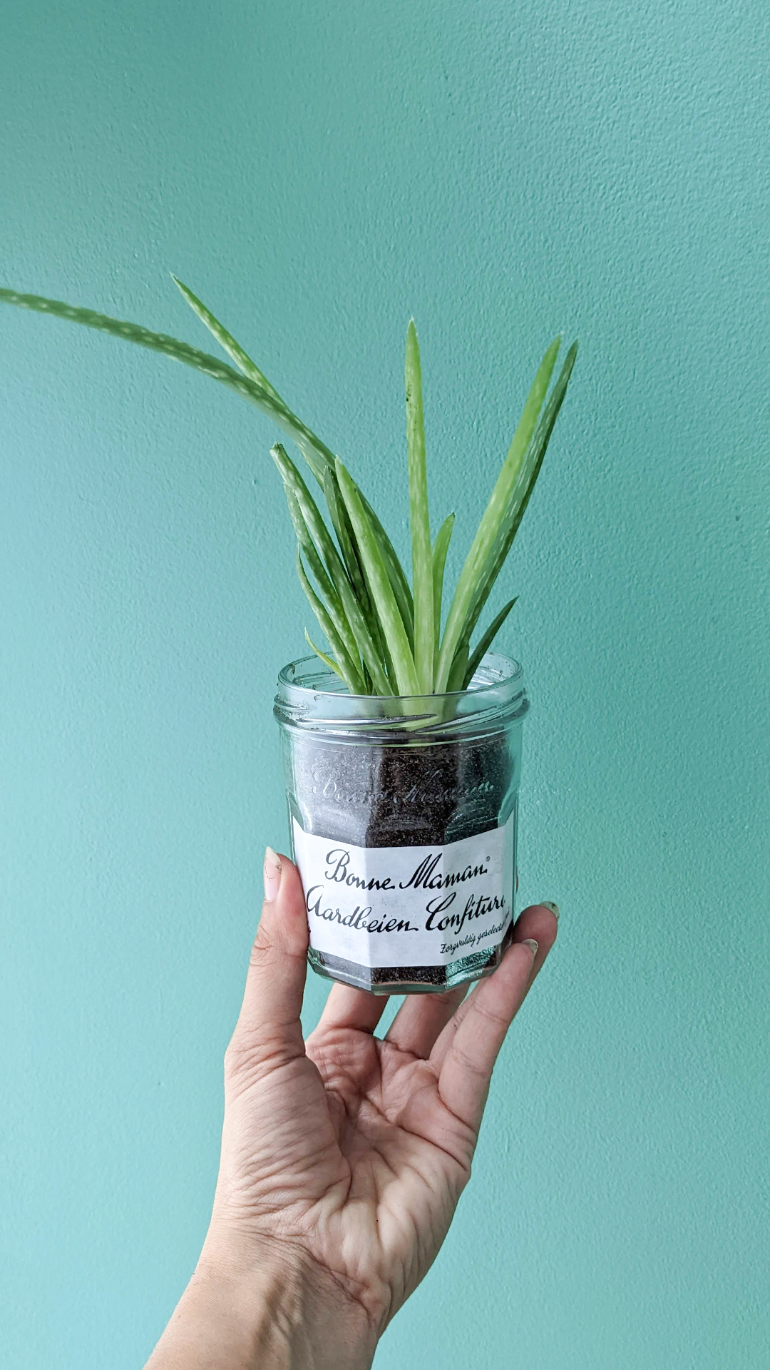 Bonne Maman jam jar • Aloe vera • "My sister and her friends came to visit me this summer and we rented a boat to cruise through the Amsterdam canals. We bought a bunch of snacks like bread, cheese and jam. At the end of the boat trip we had leftover snacks, and since I'm the only one that lives here, I took the jam home. Funny story, right after we left the boat we were really hungry (since we had been drinking on the boat) and we were scarfing down the snacks on the side of a random street. Later I found out that my friend saw us while she was passing by and tried to say hi but we were too busy snacking to notice!"