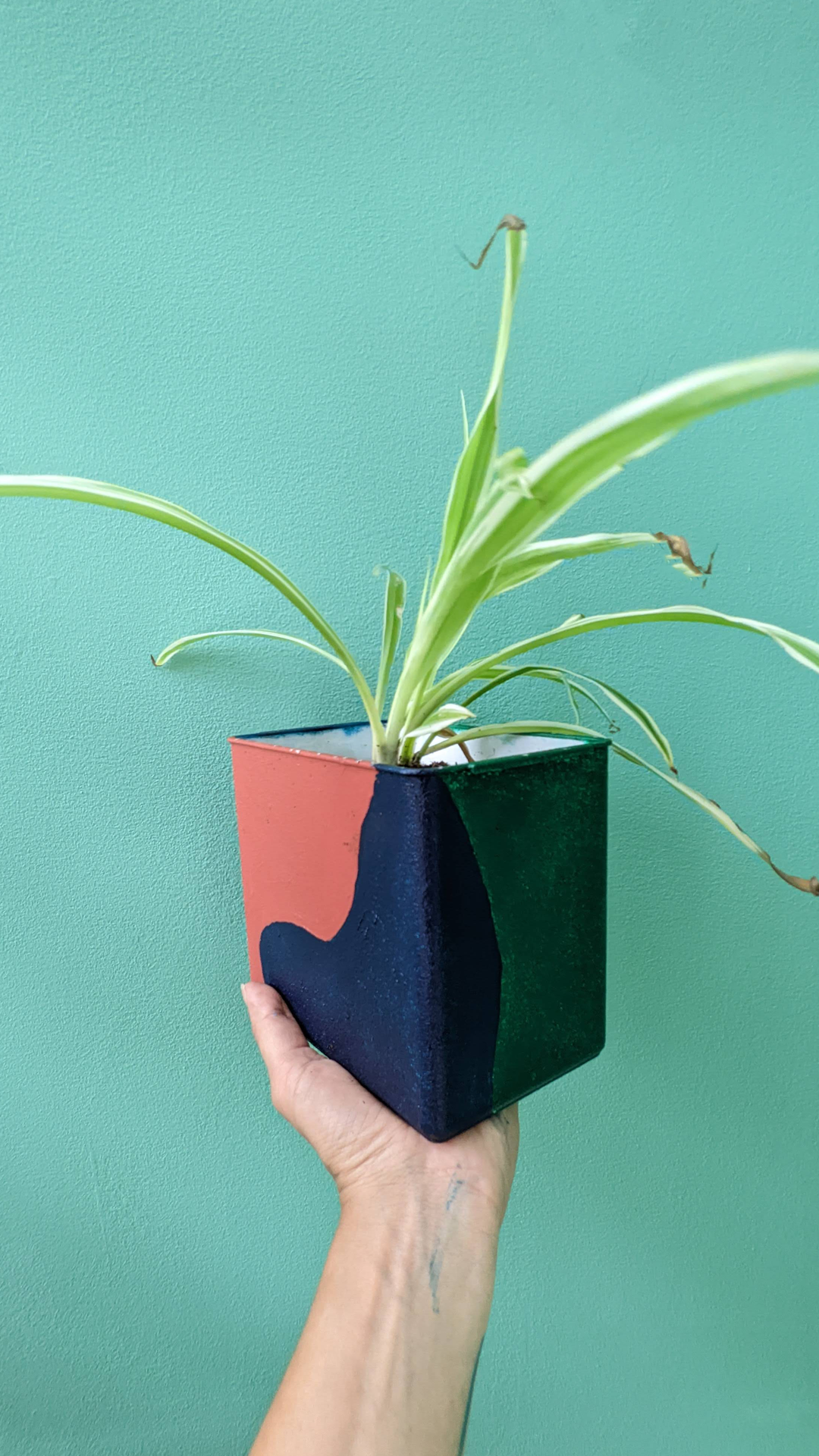 Air tight food container • Spider plant • "Used as a cookie container for years, but the lid broke so it doesn't keep things fresh anymore. It used to be the source of many yummy snacks!"