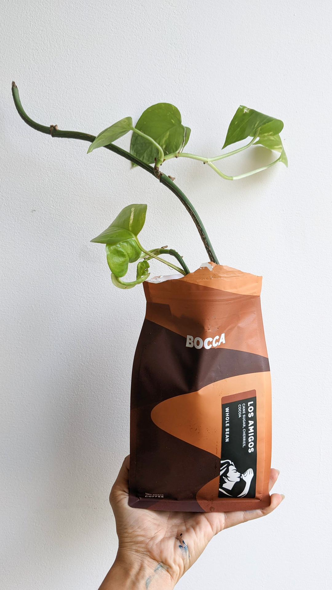 Bocca Los Amigos coffee • Golden pothos •"I love the coffee from this little cafe in central Amsterdam. Unfortunately it's around the corner from one of my old jobs, and I hate going by there in case I run into old colleagues so I try to avoid it. At least I can still order their coffee beans online to enjoy at home."