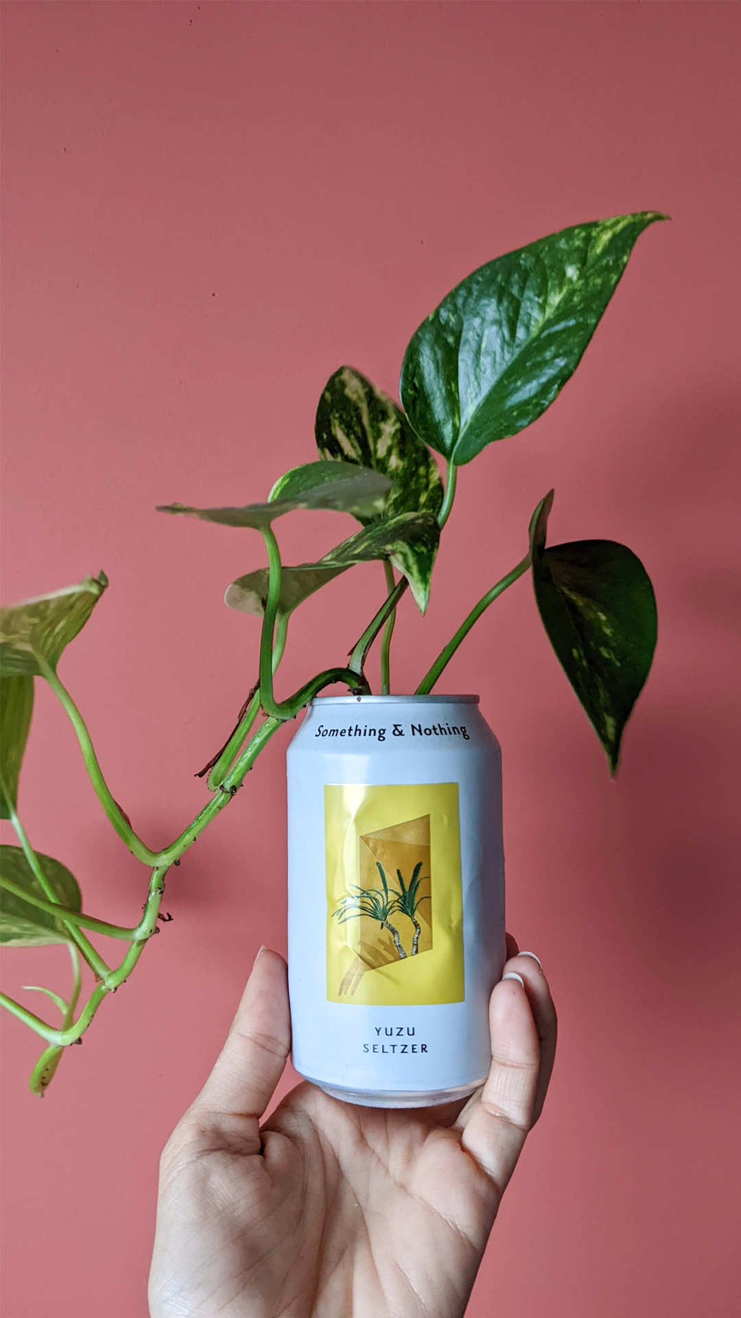 Yuzu Seltzer soda can • Golden pothos • "This was bought at the Avondmarkt in Staatsliedenbuurt because I love the yuzu fruit and I liked the design of the label. That night shop has so many beautiful imported drinks, I could spend hours there."