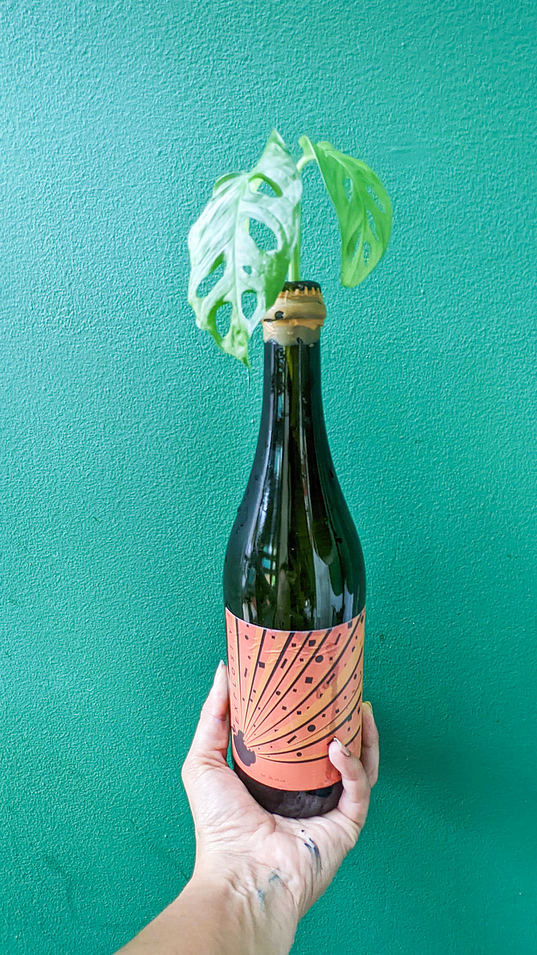 Explosivi apple cider bottle • Monstera adansonii • "Chateau Karlito is a small natural wine store in North Amsterdam. I feel like it's a thing that natural wines have unique designs on their bottles completely different to traditional wines you find at supermarkets. Each one is like a work of art."