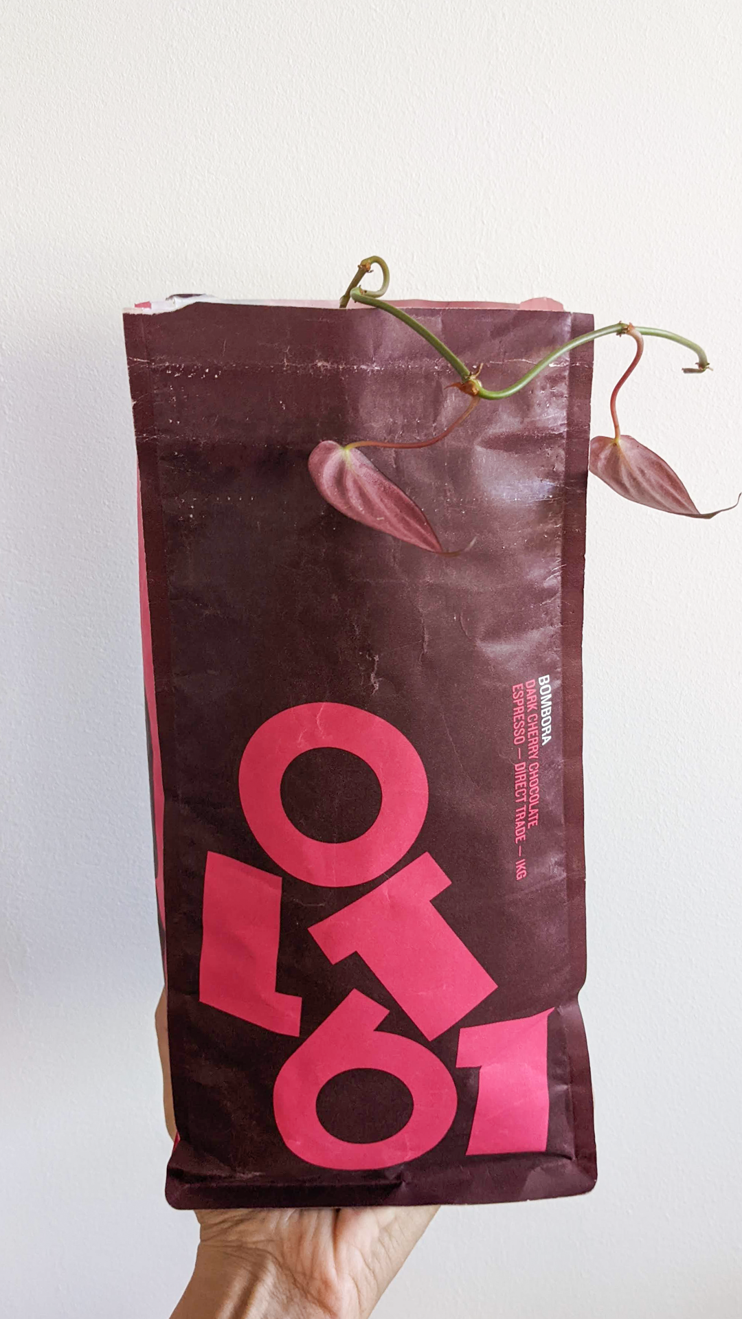 Lot61 Bombora coffee package • Golden pothos • "Every month I order coffee beans to have at home, and I find the packaging from this Dutch roastery really nicely designed. It's a shame to throw them away every time, so I'm happy I can reuse it for something else."