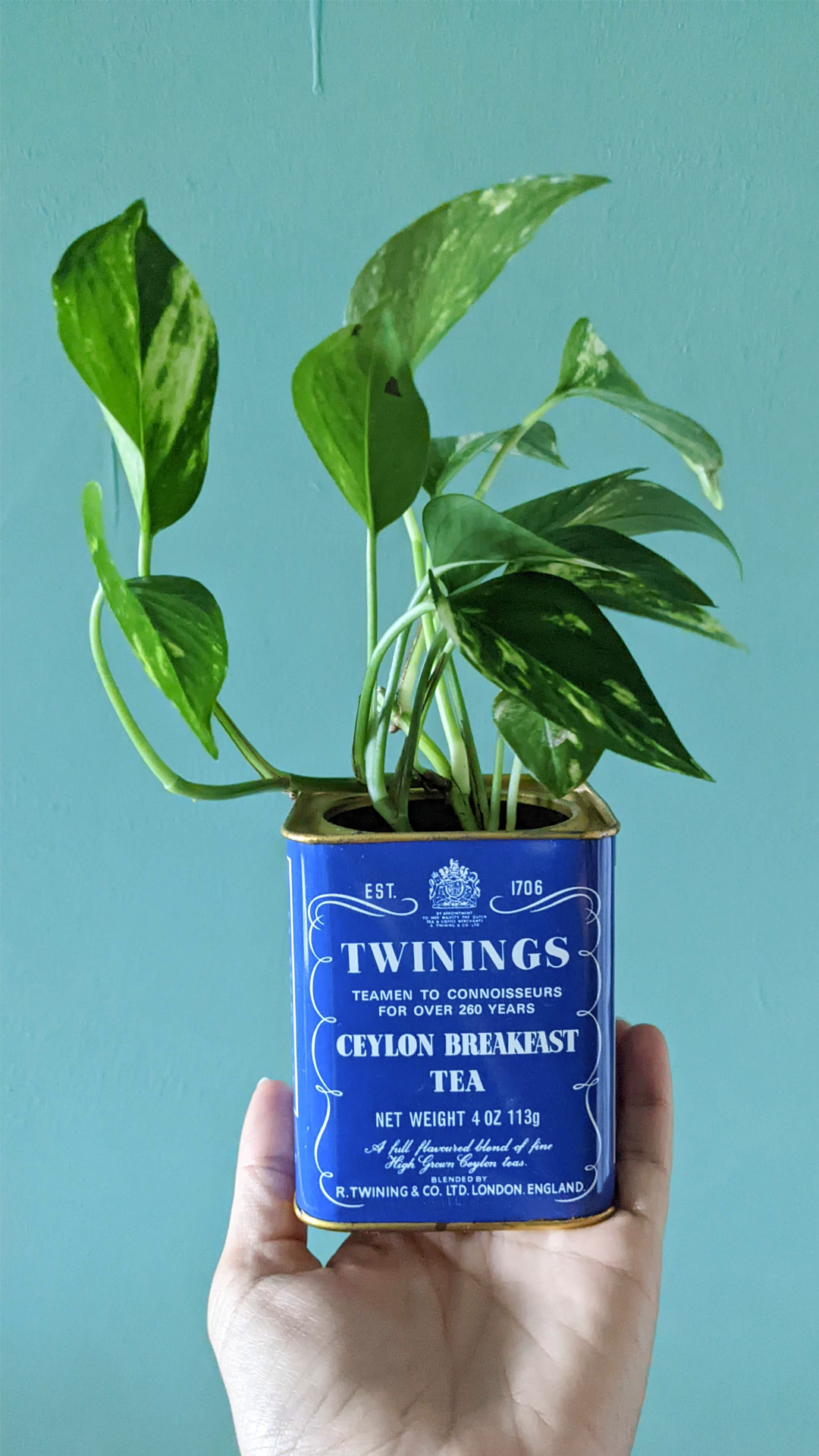 Twinings tea tin •  Golden pothos • "I found this at a kringloop (a second-hand store) in Amsterdam Noord. I love seeing old packaging of brands that still exist nowadays, it makes you think how long they've been around for and how they've evolved."