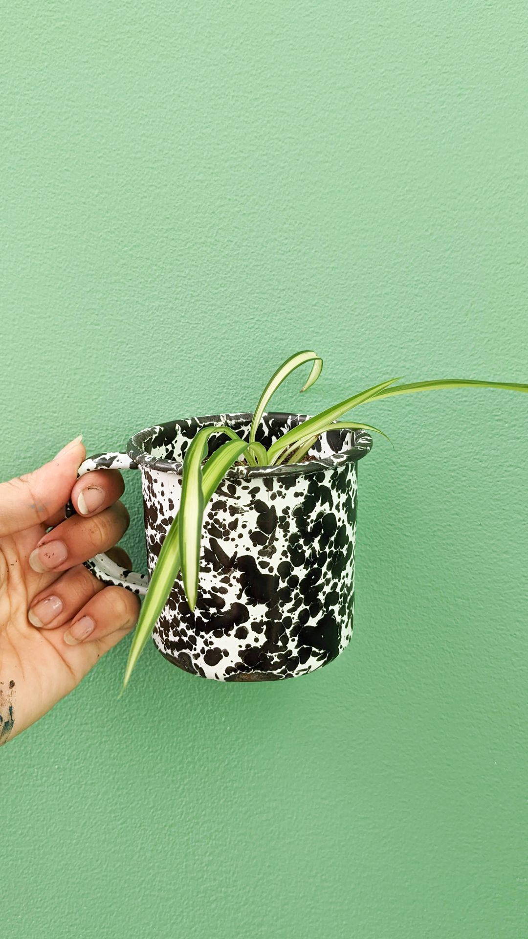 Cow pattern mug • Spider plant •“They use cups like this at our restaurant to serve soups and drinks. Since they are metal they are quite sturdy and impossible to break. Some customers specifically asked if they can buy them since it would be perfect to be used around kids”