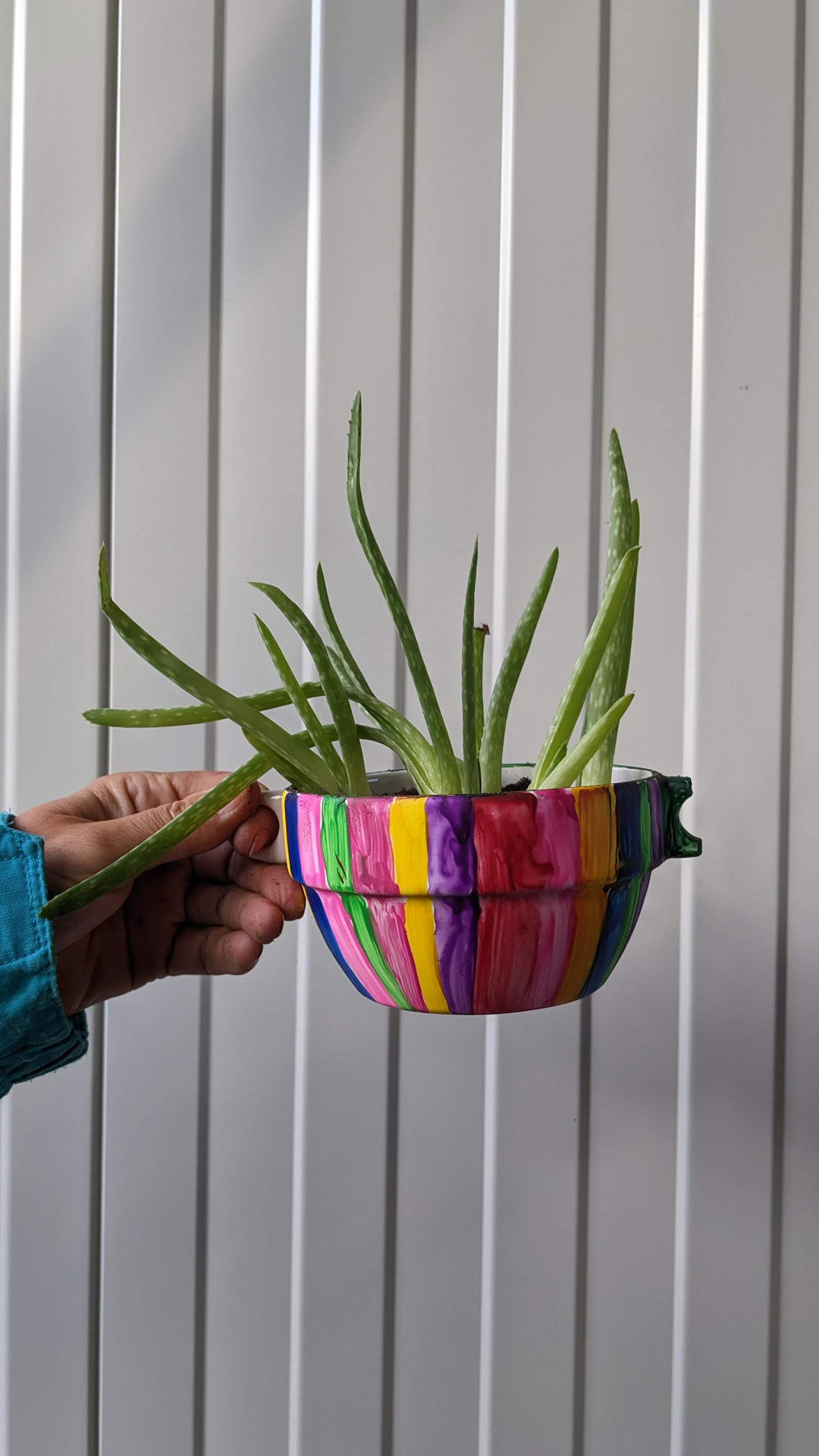 Broken cup • aloe vera • “This is a cup I had that broke. You can't hold it anymore by the handles, so it’s useless as a cup. But you can plant something in it and leave it on the window.”