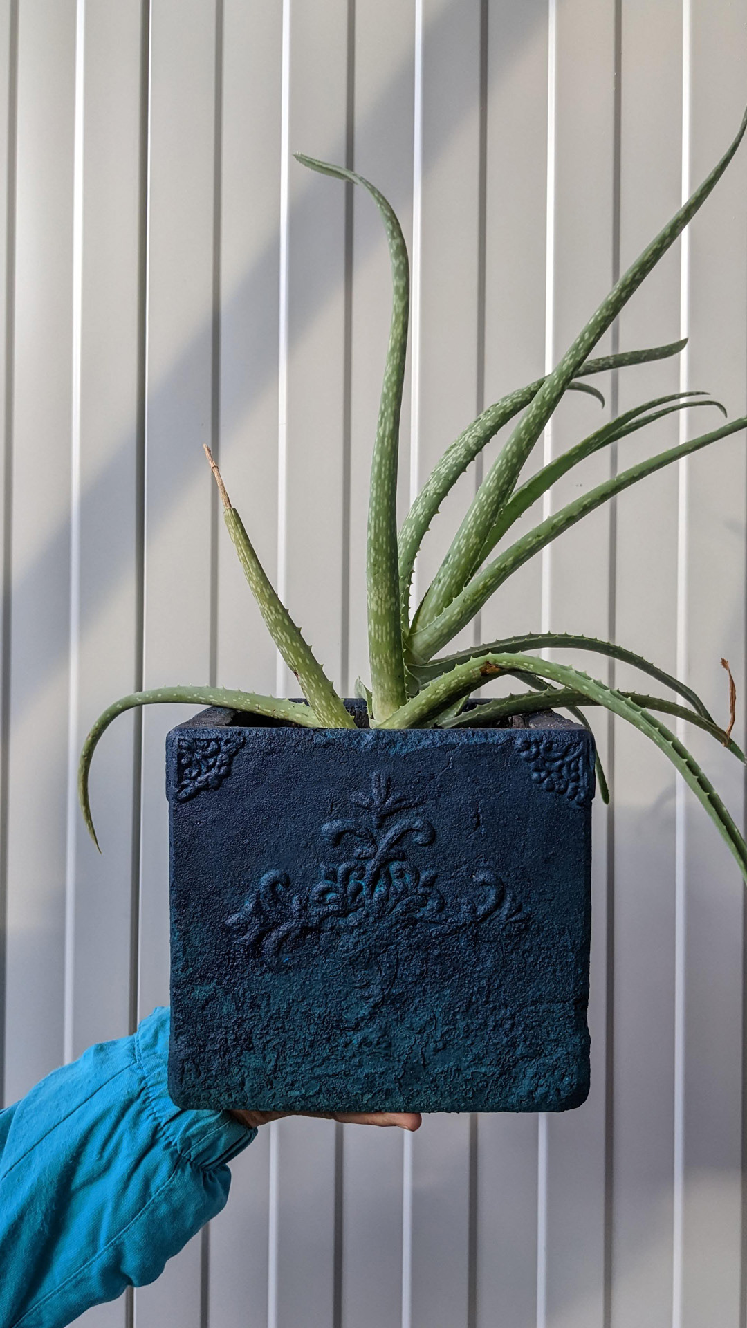 Square plant pot • aloe vera • “It was on the terrace forever. The decoration is all coming off, so just by painting it you can give it a new life.“