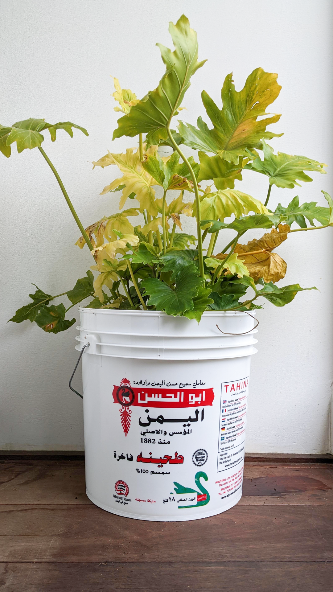 Tahini bucket  • Philodendron xander • “What is my purpose it asked its master as a newly packed bucket, to store tahini replied its master. Fulfilling this mission in life the bucket travelled from Lebanon to Greece and then from Greece to Germany and then finally to its home in Amsterdam. Home unfortunately happened to be a popular Lebanese restaurant where it was stripped of its life's purpose in a matter of days. The bucket was found abandoned at the basement with no way out, the only way out of the basement involved stairs but the bucket had no legs. However it all changed when a sweet lady rescued it to be used in her art exhibition with the renewed purpose of nurturing life. The ride to its new home was shaky but the bucket was excited at the prospect of having purpose again.”