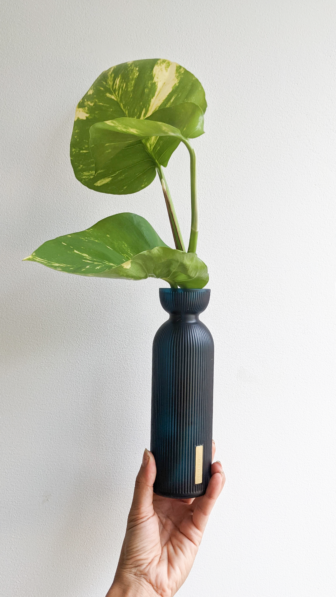 Rituals air diffuser • Golden pothos • "This is an air diffuser I got to freshen up my house. They only last a few months before the liquid is used up, but the bottles are so nice it's a shame to throw them away."