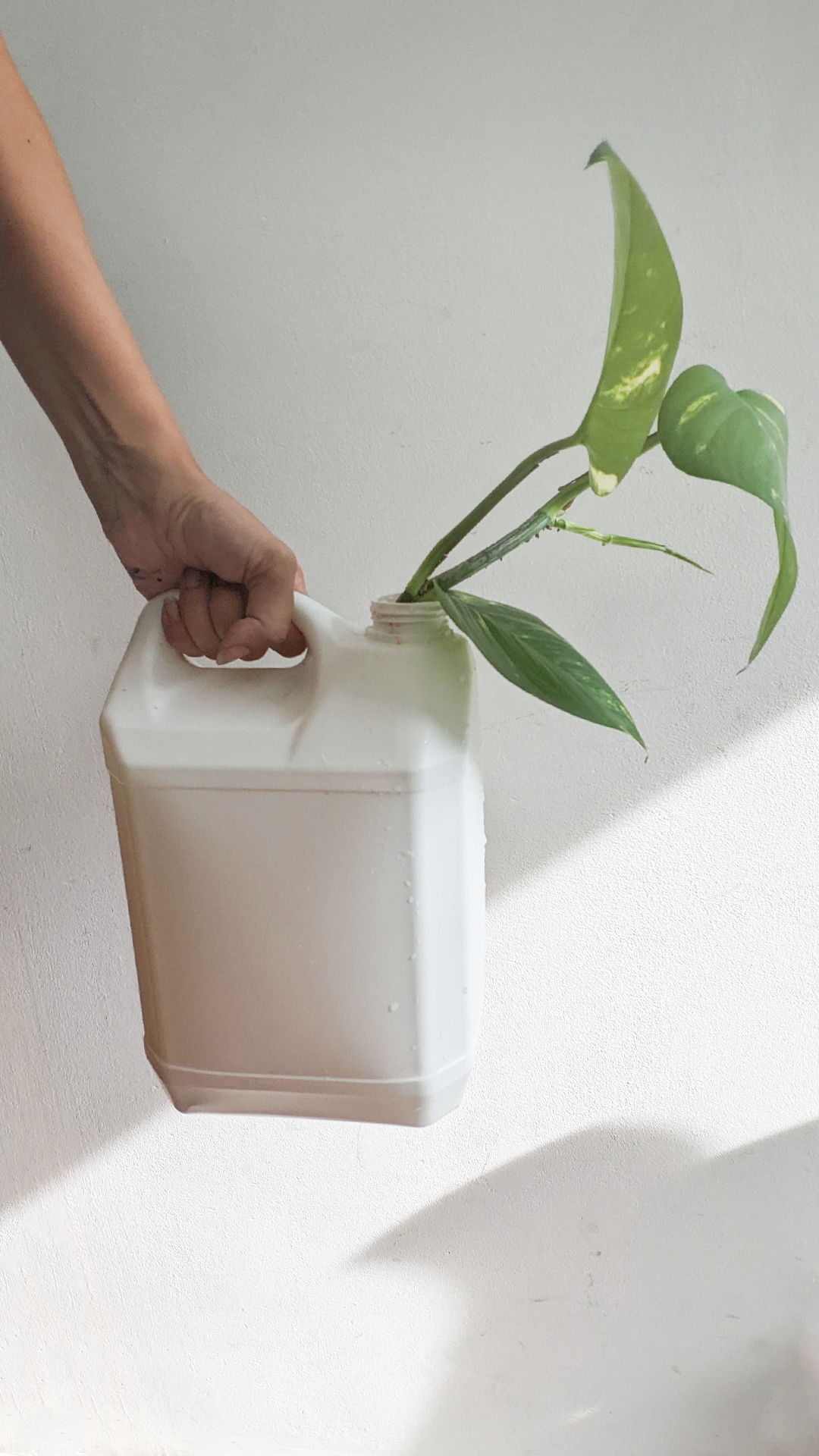 Sugar syrup jug • Golden pothos • "This sugar syrup has been used in litres and litres of lemonade. After spending its life peddling the legal high of diabetes the sugar syrup bottle is turning its life around by being of service to plant life."