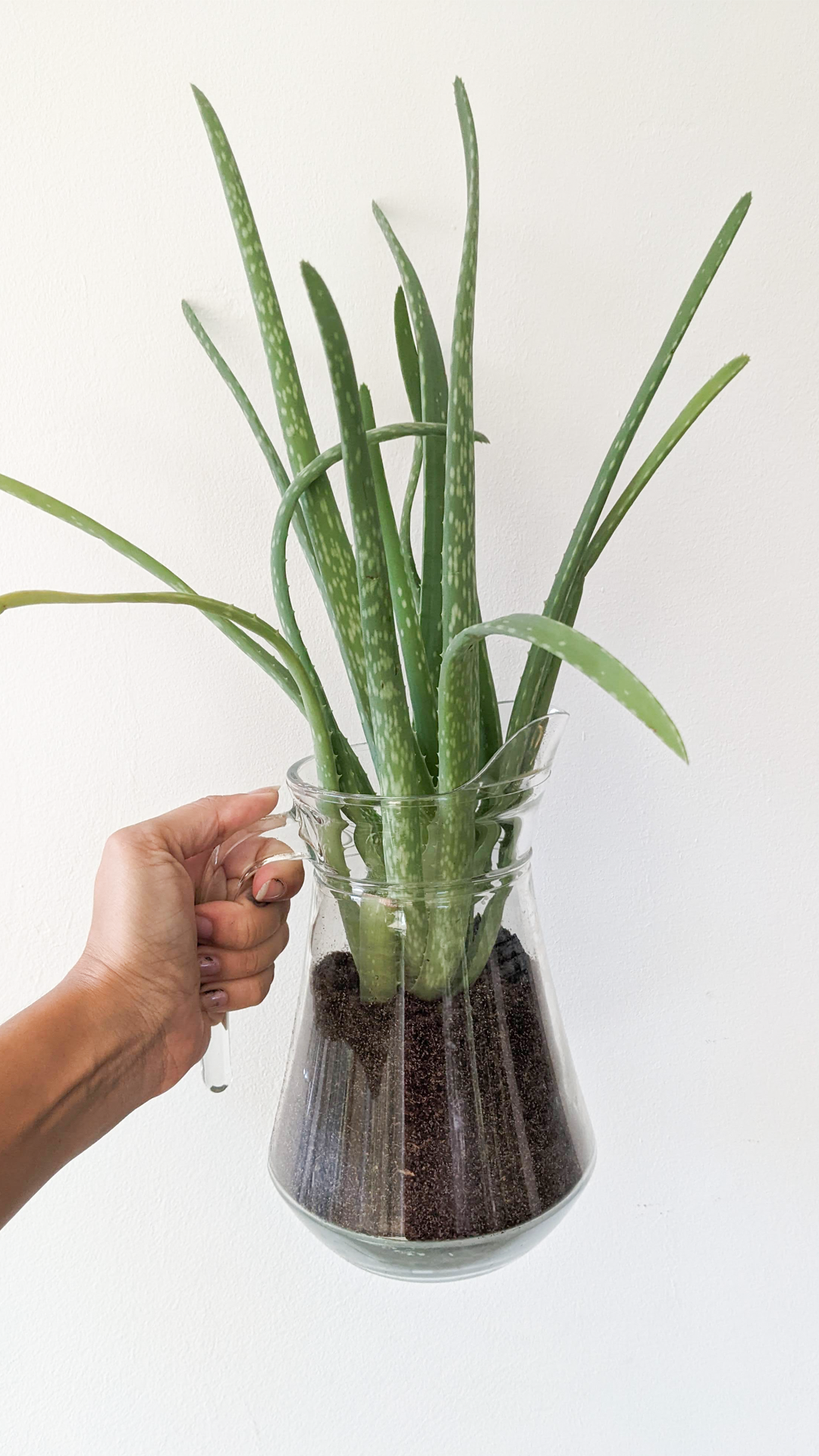 Glass jug with handle • Aloe vera • "I moved into my first permanent place in Amsterdam, so I was trying to love and use everything that came with the apartment. The only item I couldn’t love is this water jug. I hope someone else can love it since I couldn’t."