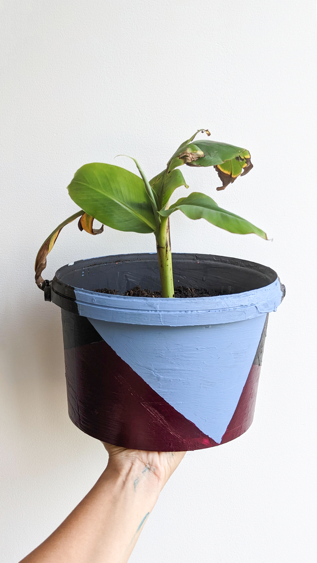 Grey paint bucket • Banana plant • "This bucket came from renovating my house. We bought too little grey paint to do enough layers in our bathroom, but by the time we realized this it was Covid lockdown and we couldn't get more of the paint. It was a specially mixed color that we needed to get in person, but the store was closed. We had to wait for months until lockdown was finally open and by then we were kind of lazy to finish painting. It took us about 6 months to finish a 2x2m bathroom fully."