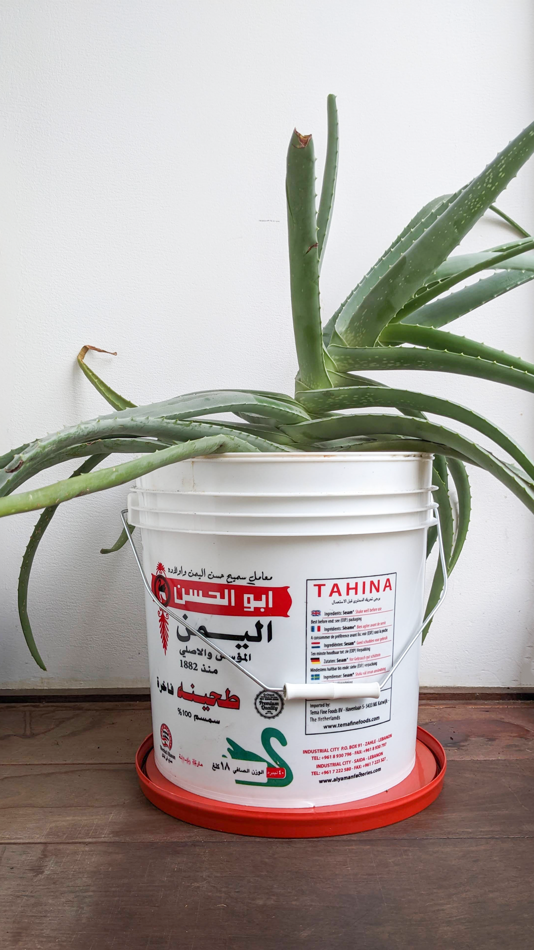 Tahini bucket • Aloe vera • "As the twin brother of the other bucket, they have been through the same trauma and rebirth."