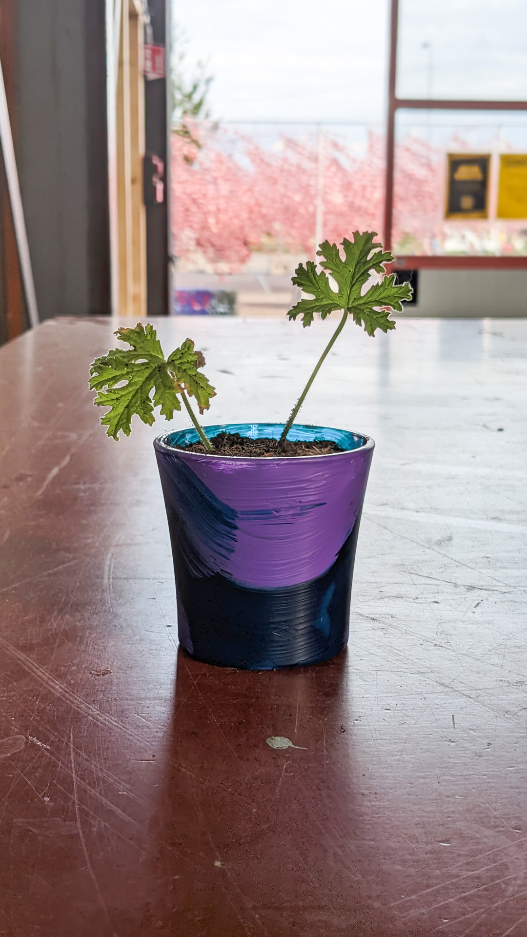 Plant pot • citronella