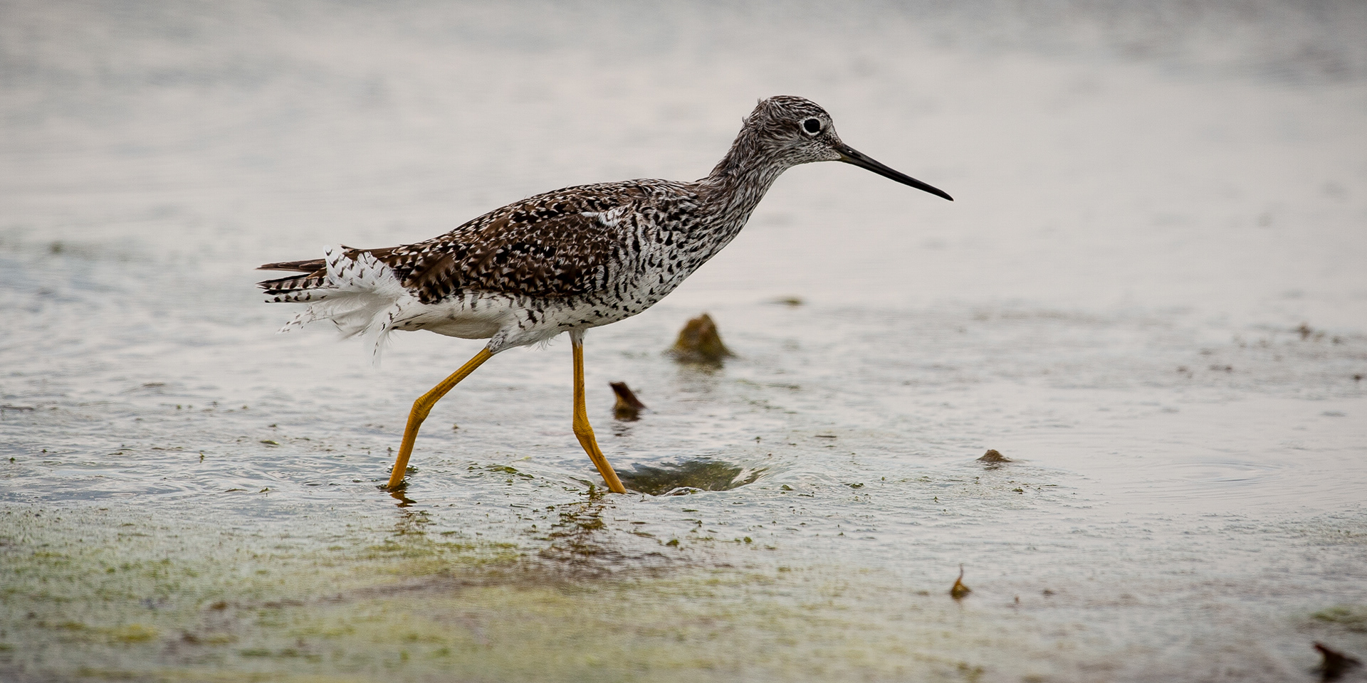 Lesser Yellow Legs, Bombay Hook National Wildlife Refuge
