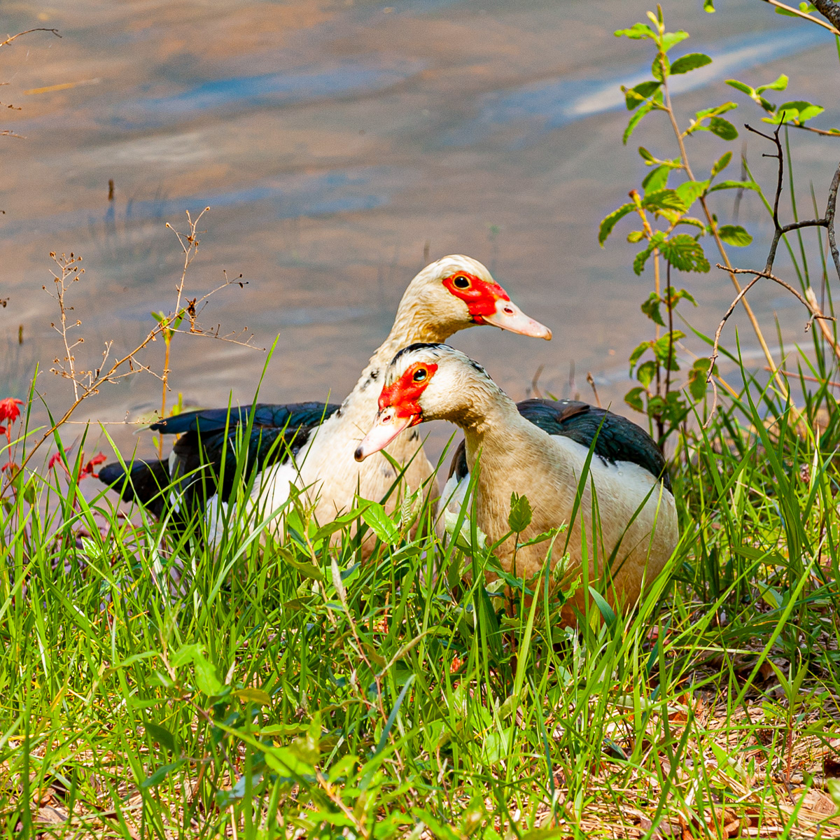Muscovy Duck, Lewisburg